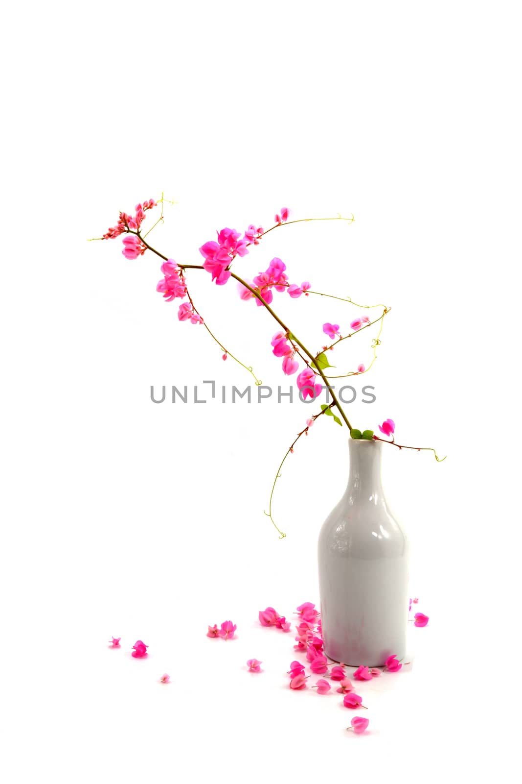 Pink flower on a white background. (Coral Vine, Mexican Creeper, Chain of Love)
