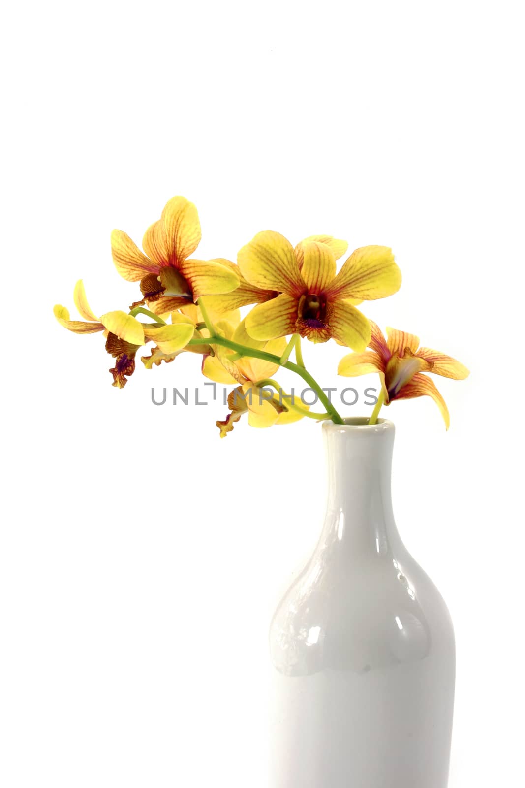 Yellow Orchid Flower isolated on white background. by Noppharat_th
