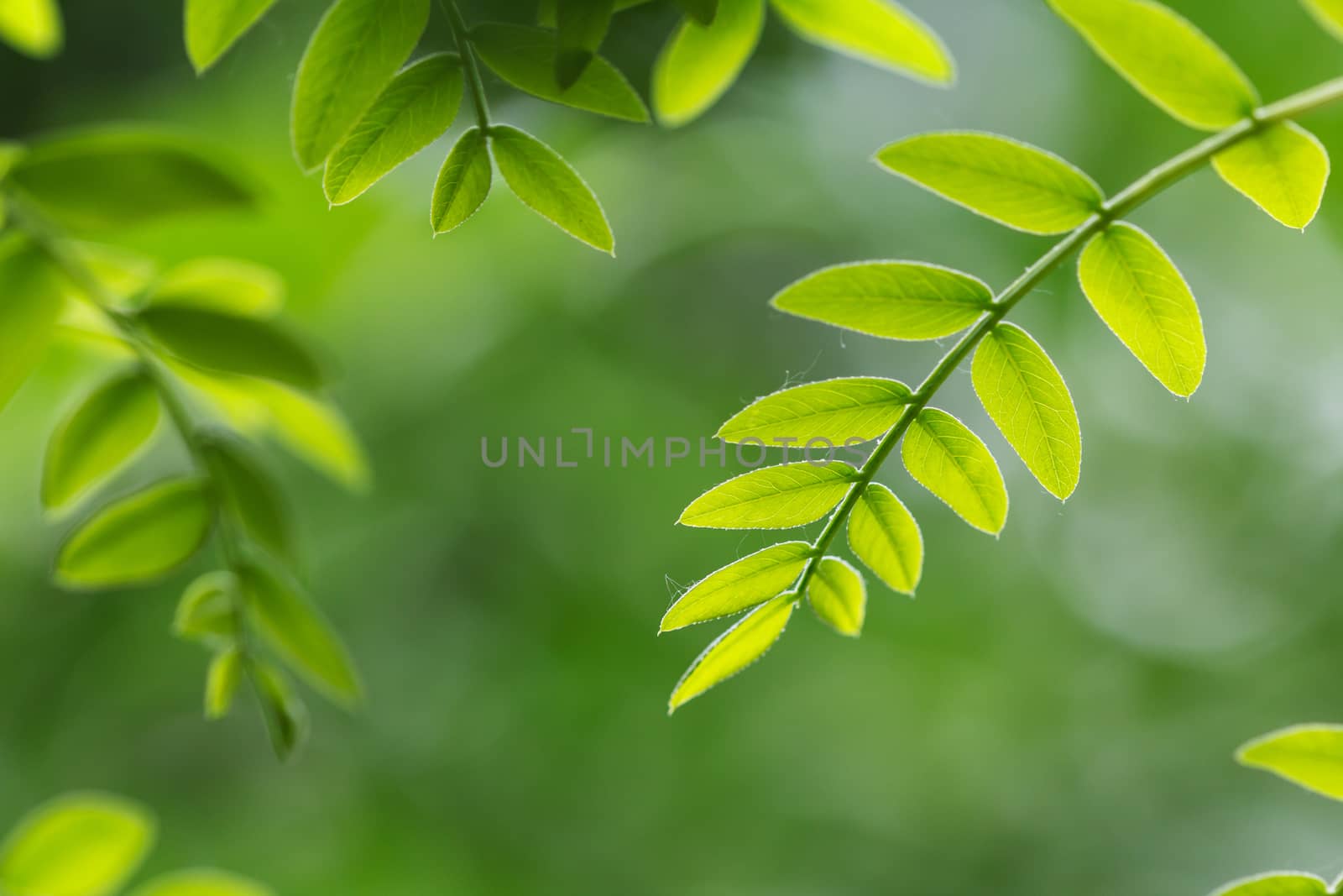 green leaf in spring