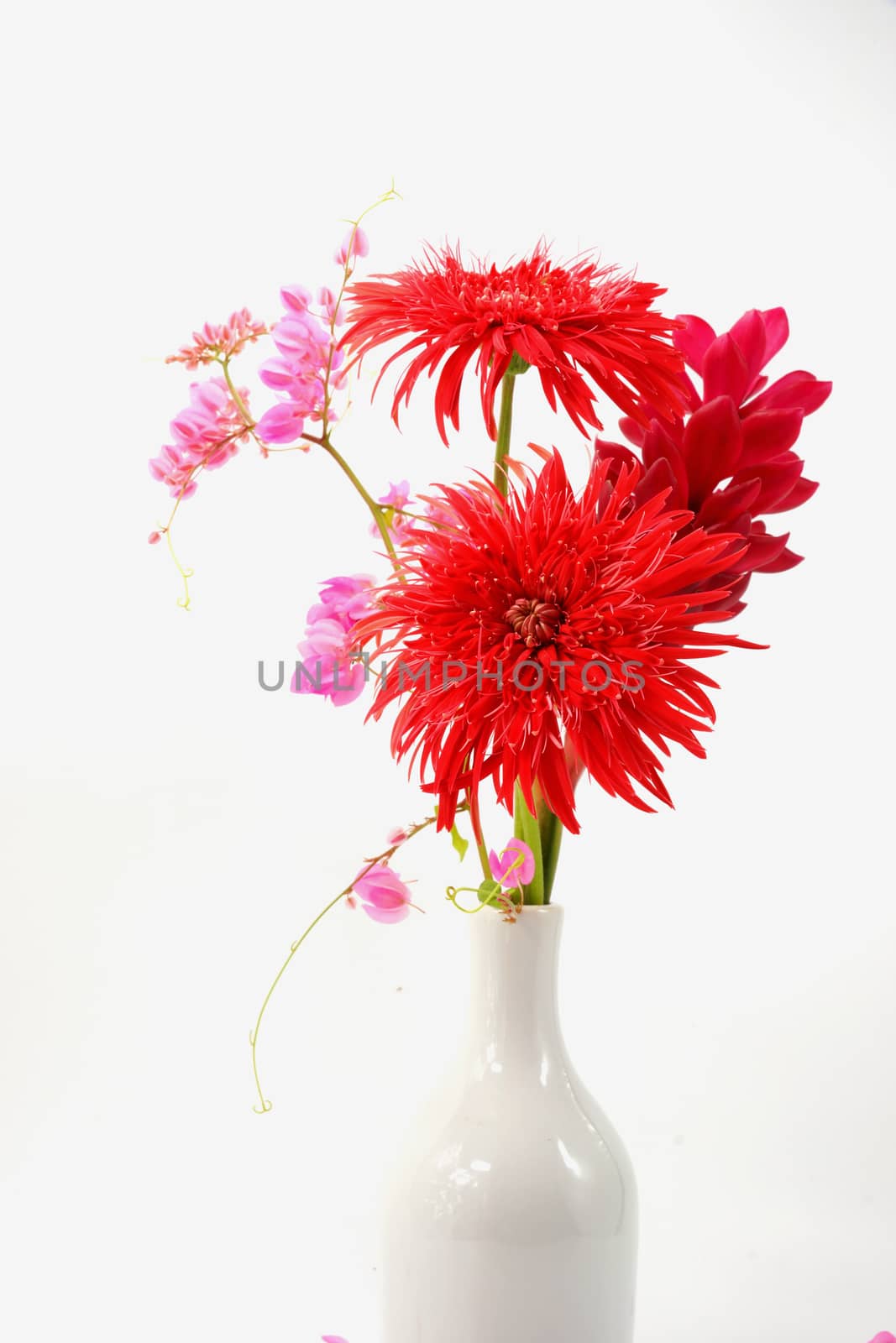 Gerbera daisy and Pink flower on a white background. (Coral Vine, Mexican Creeper, Chain of Love)
