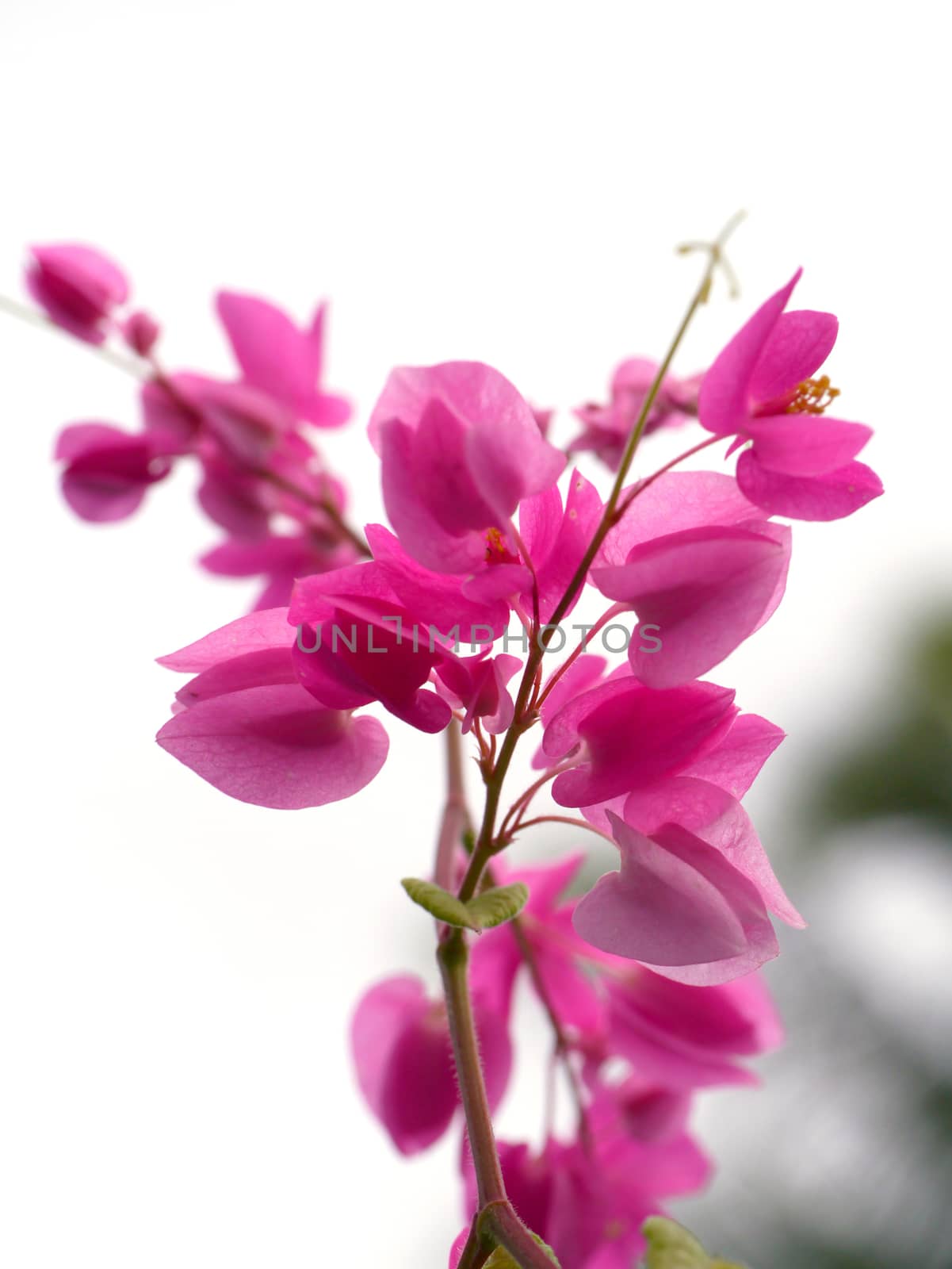 Pink flower in the garden. (Coral Vine, Mexican Creeper, Chain o by Noppharat_th