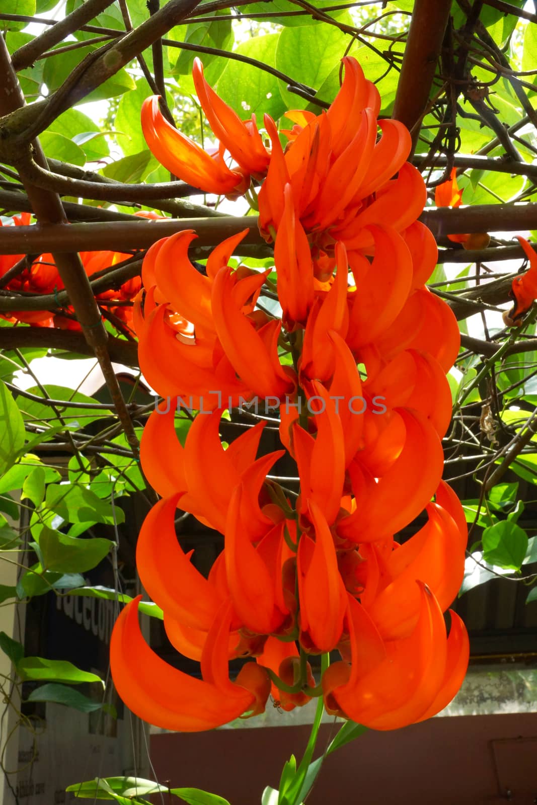 Orange flower of Newguinea Creeper, Red Jade Vine. ( Mucuna benn by Noppharat_th