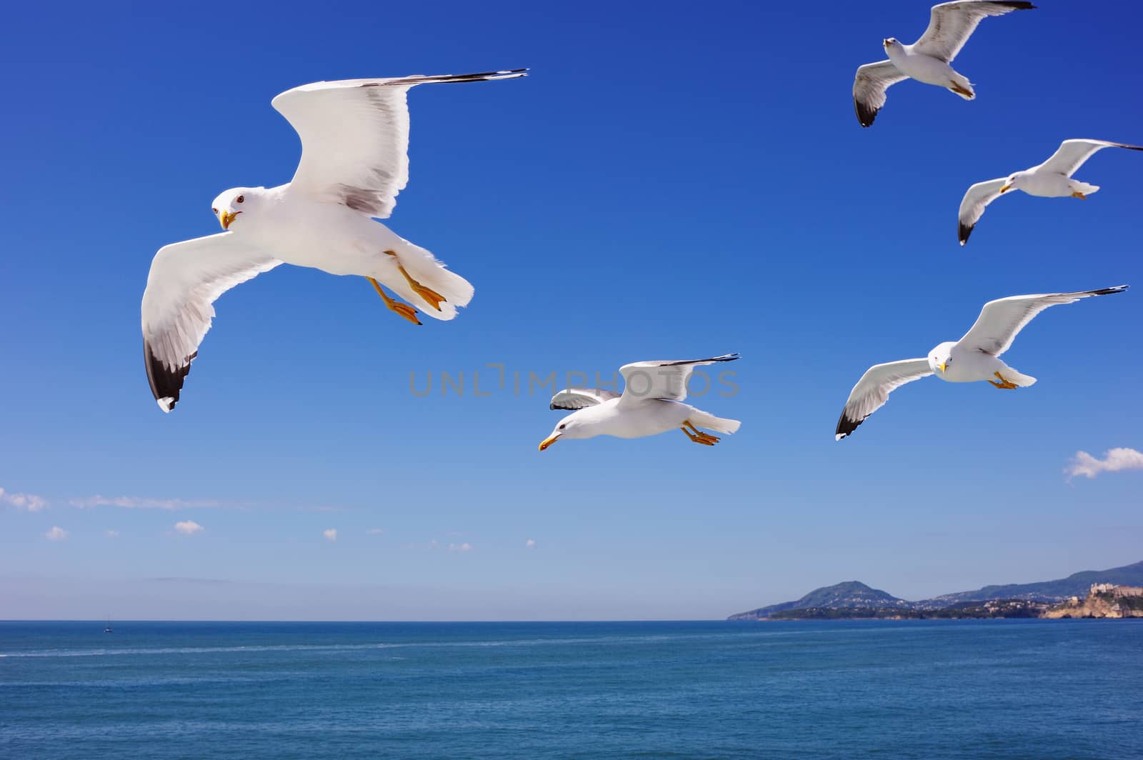 Flying seagulls over surface of the sea