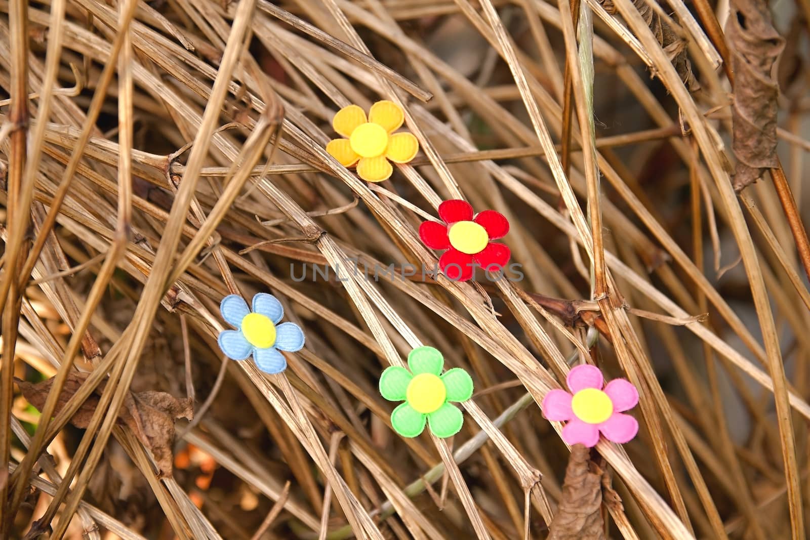 Colourful flowers in the garden by Dermot68