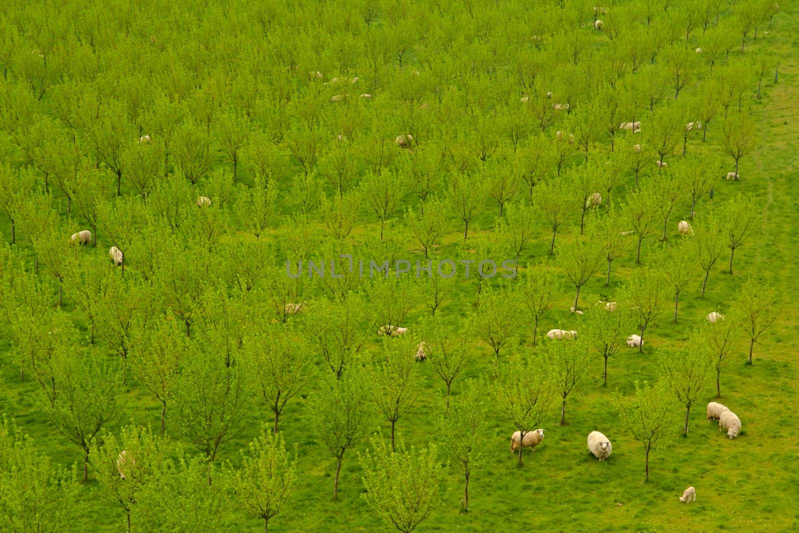 Photo shows green park with trees and sheeps.