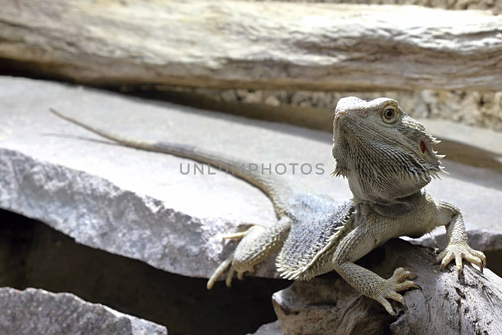 Photo shows a gray lizard in the middle of grass.