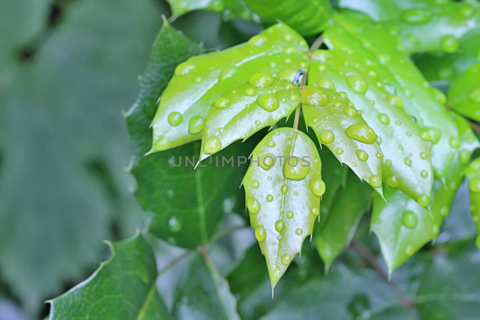 Photo shows details of water drops and green leafs in the garden.