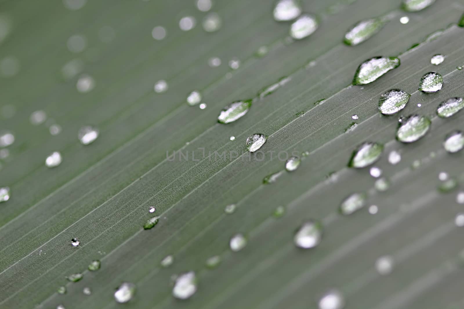 Photo shows details of water drops and green leafs in the garden.