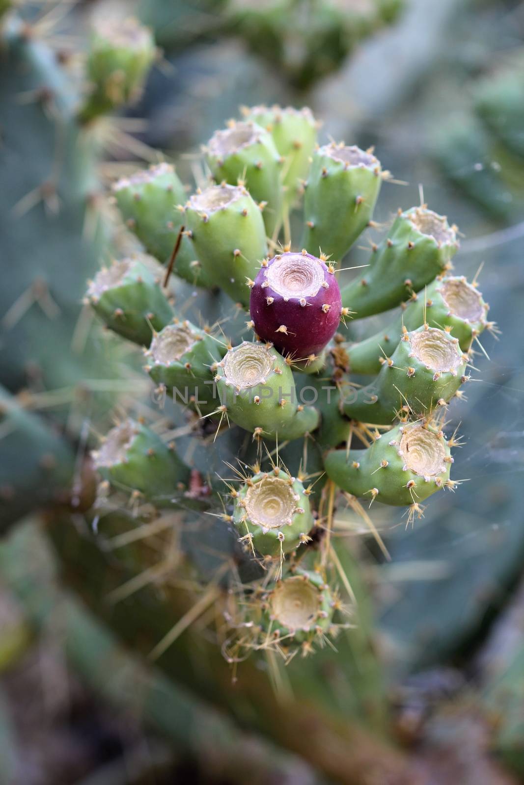 Photo of Beautiful Cactus in the Garden made in the late Summer time in Spain, 2013