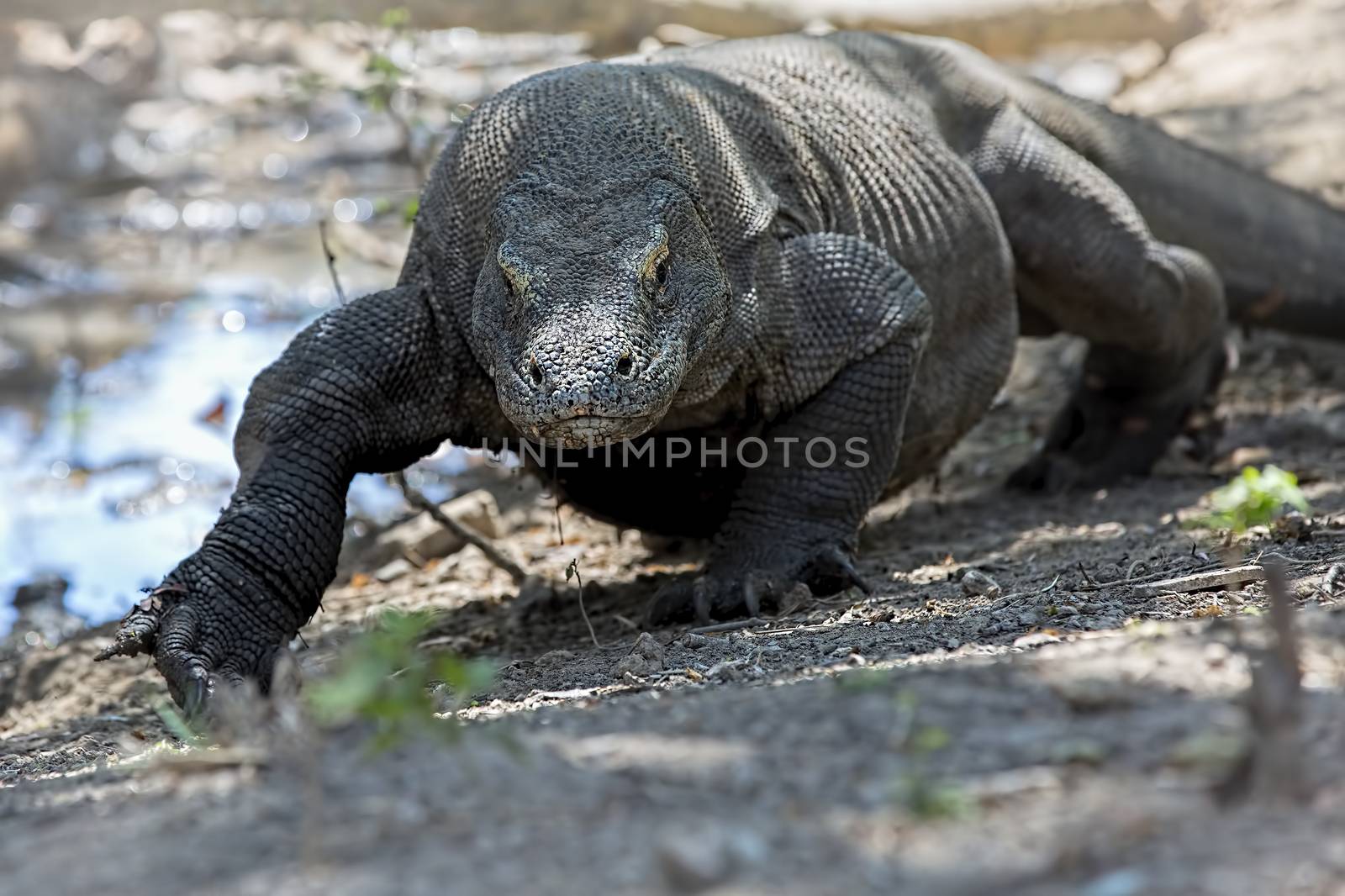 Komodo Dragon walking in the wild on Komodo Island