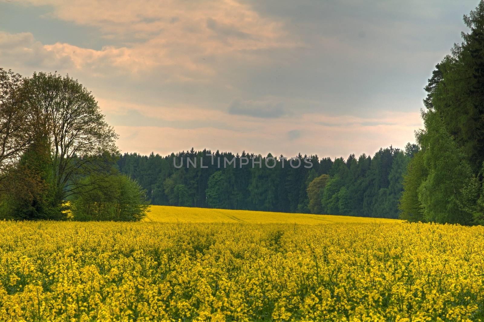 Photo shows yellow field based in the middle of trees.