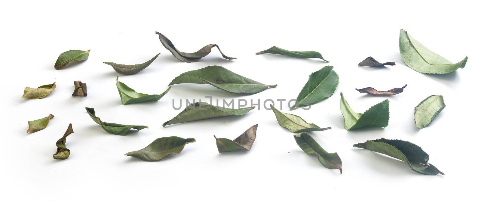 Set of fresh and dried green tea leaves on the white background
