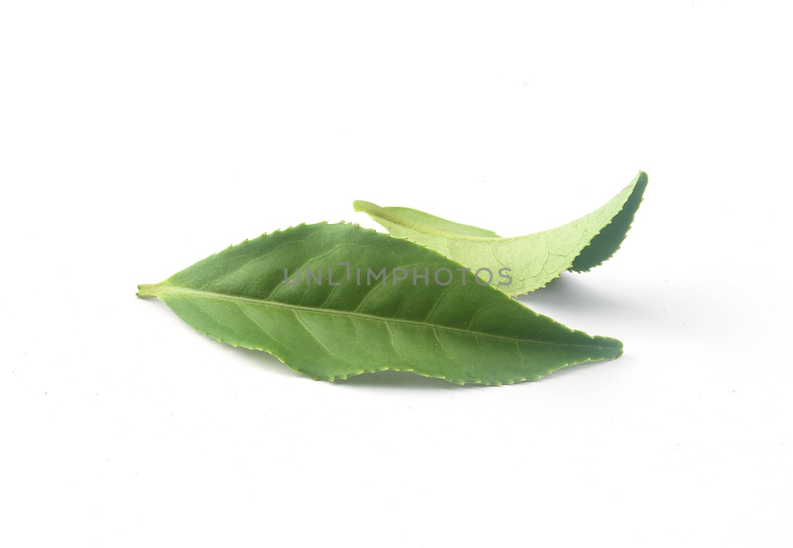 Two isolated fresh green leaves on the white background