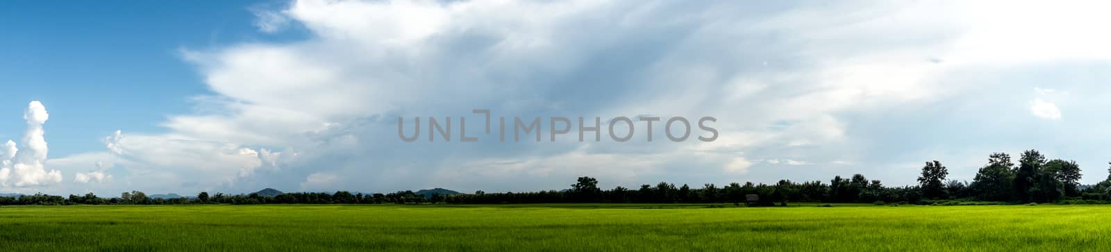 rice field landscape by nattapatt