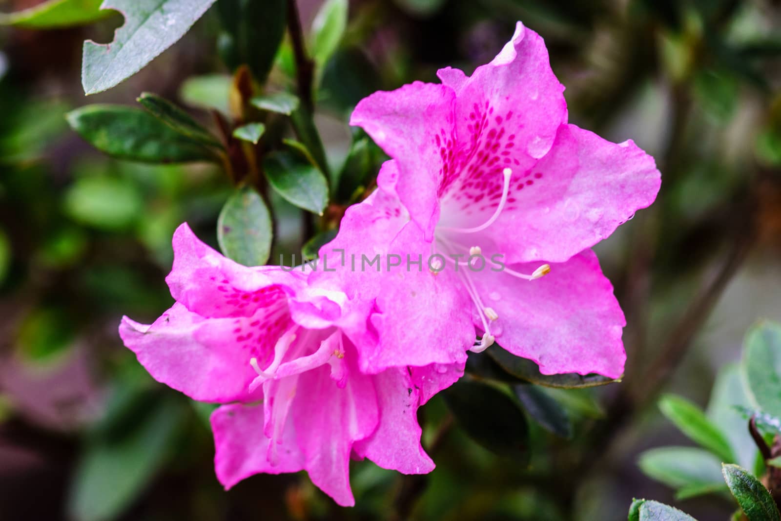 pink flower in tropical garden,shallow focus