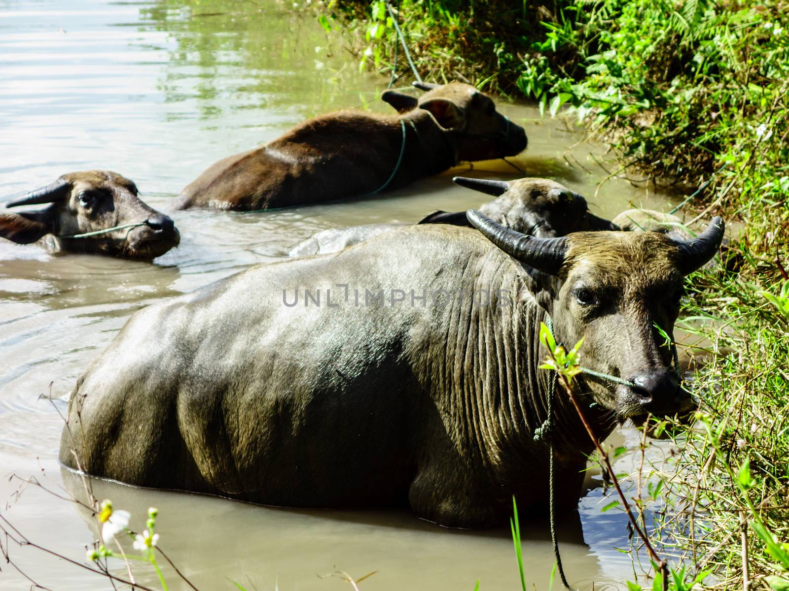 group of buffalo in water