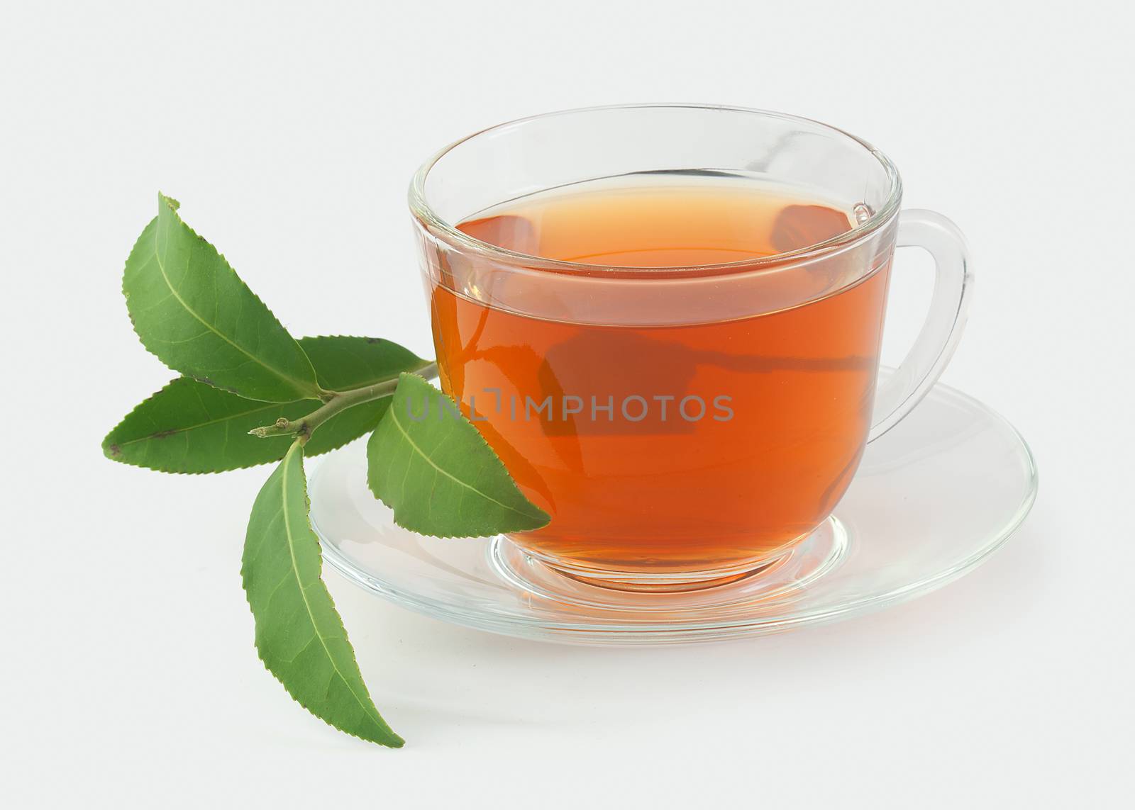 Transparent tea cup with fresh green branch of tea on the gray