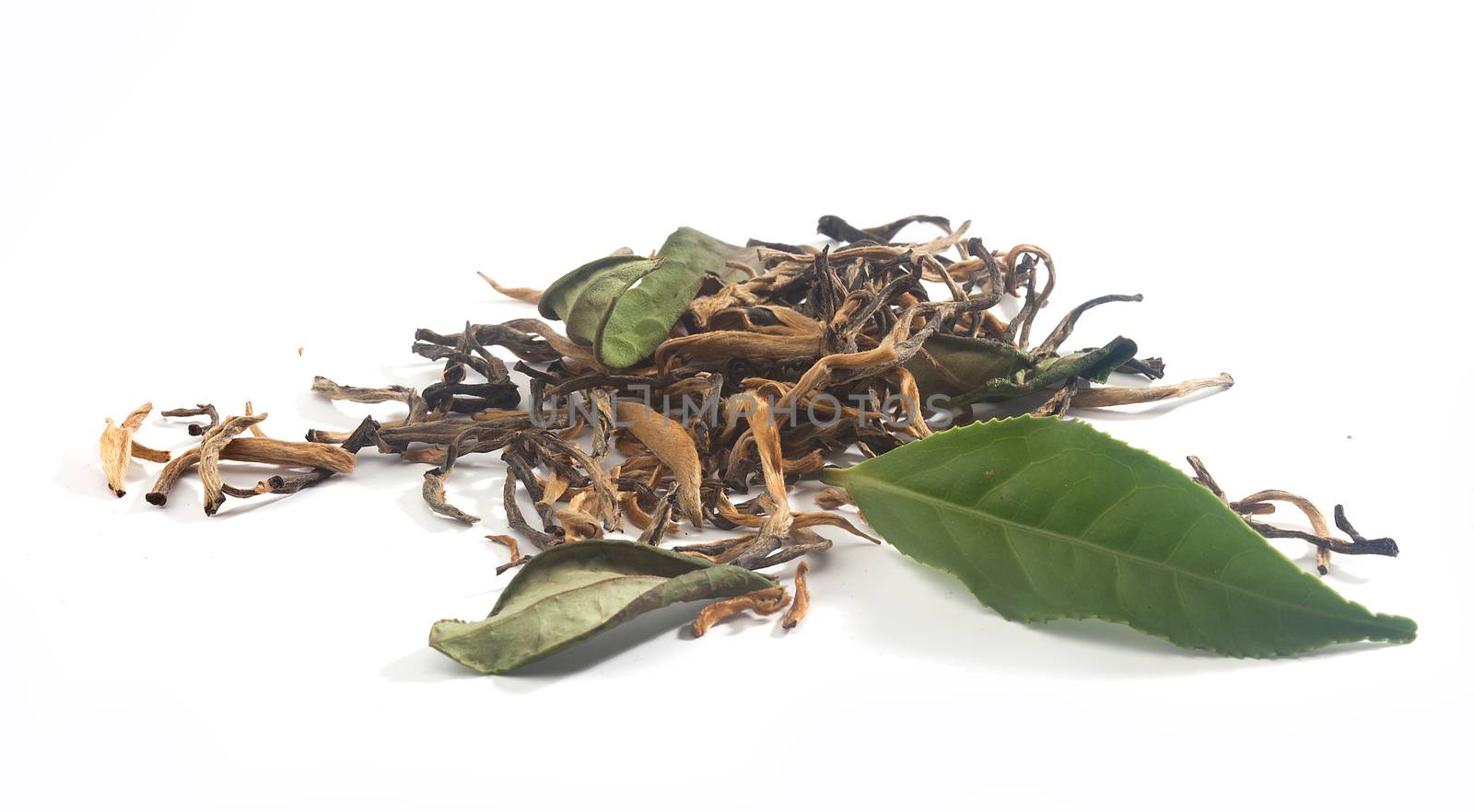 Fresh green and dried tea leaves on the white background