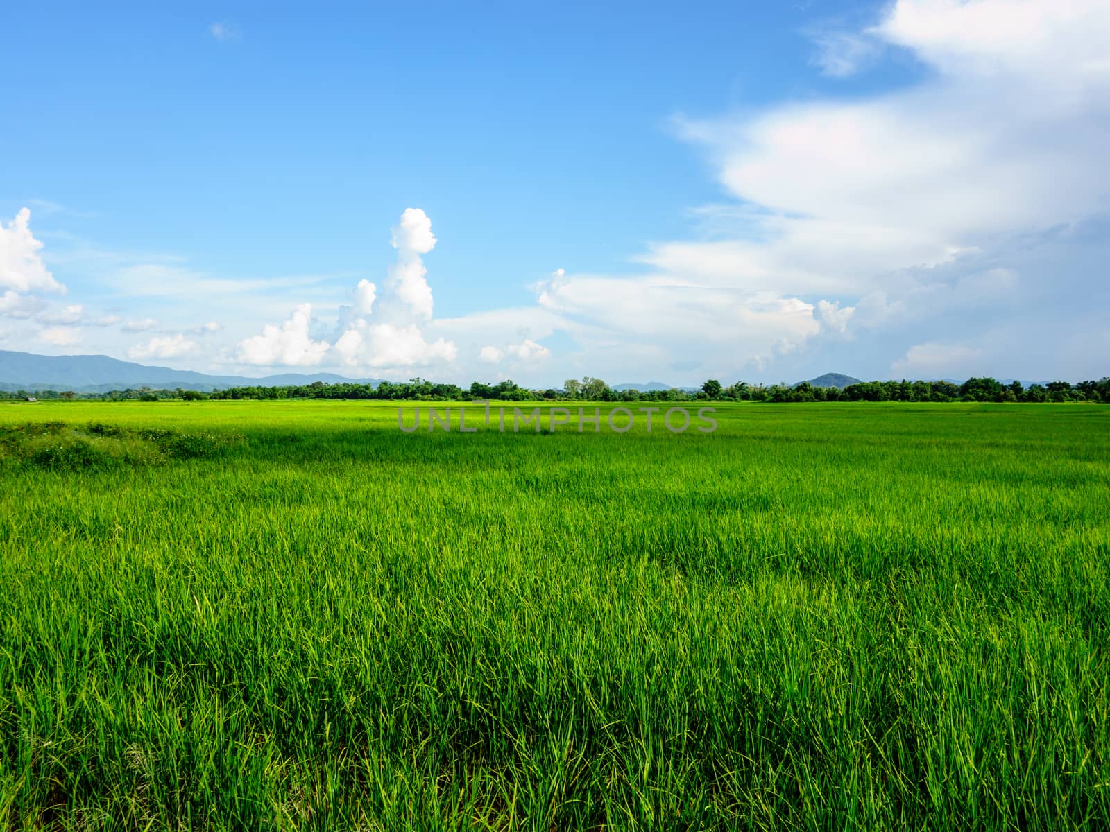 rice field landscape by nattapatt