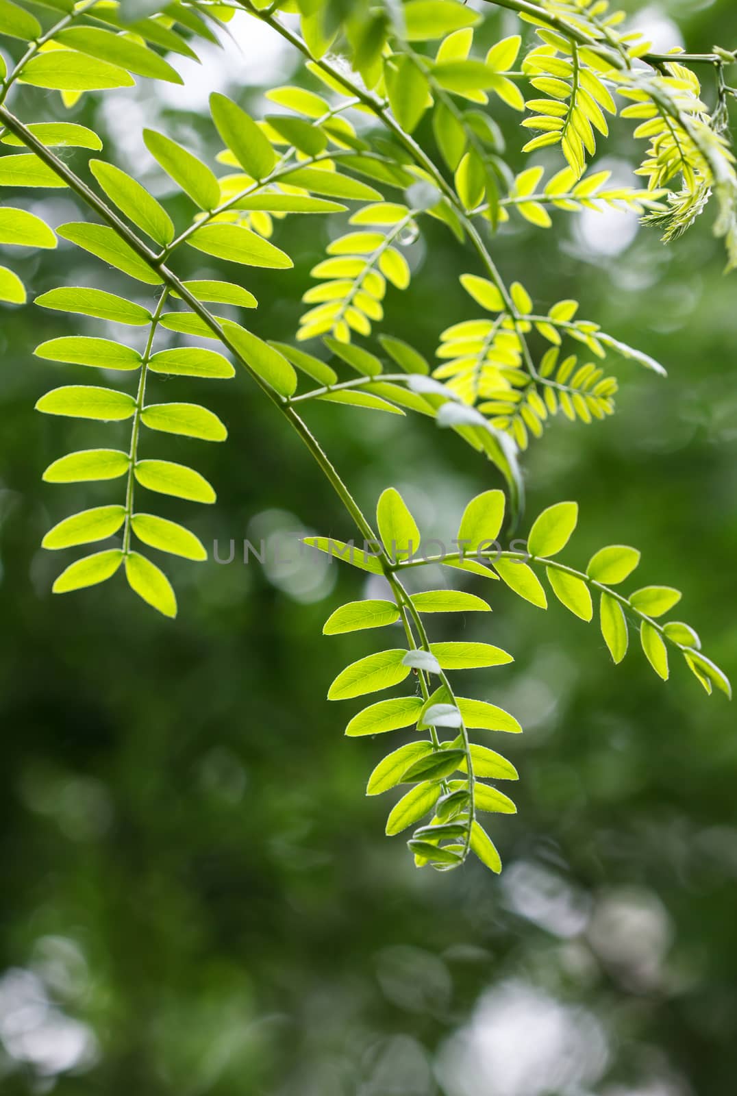 green leaf in spring