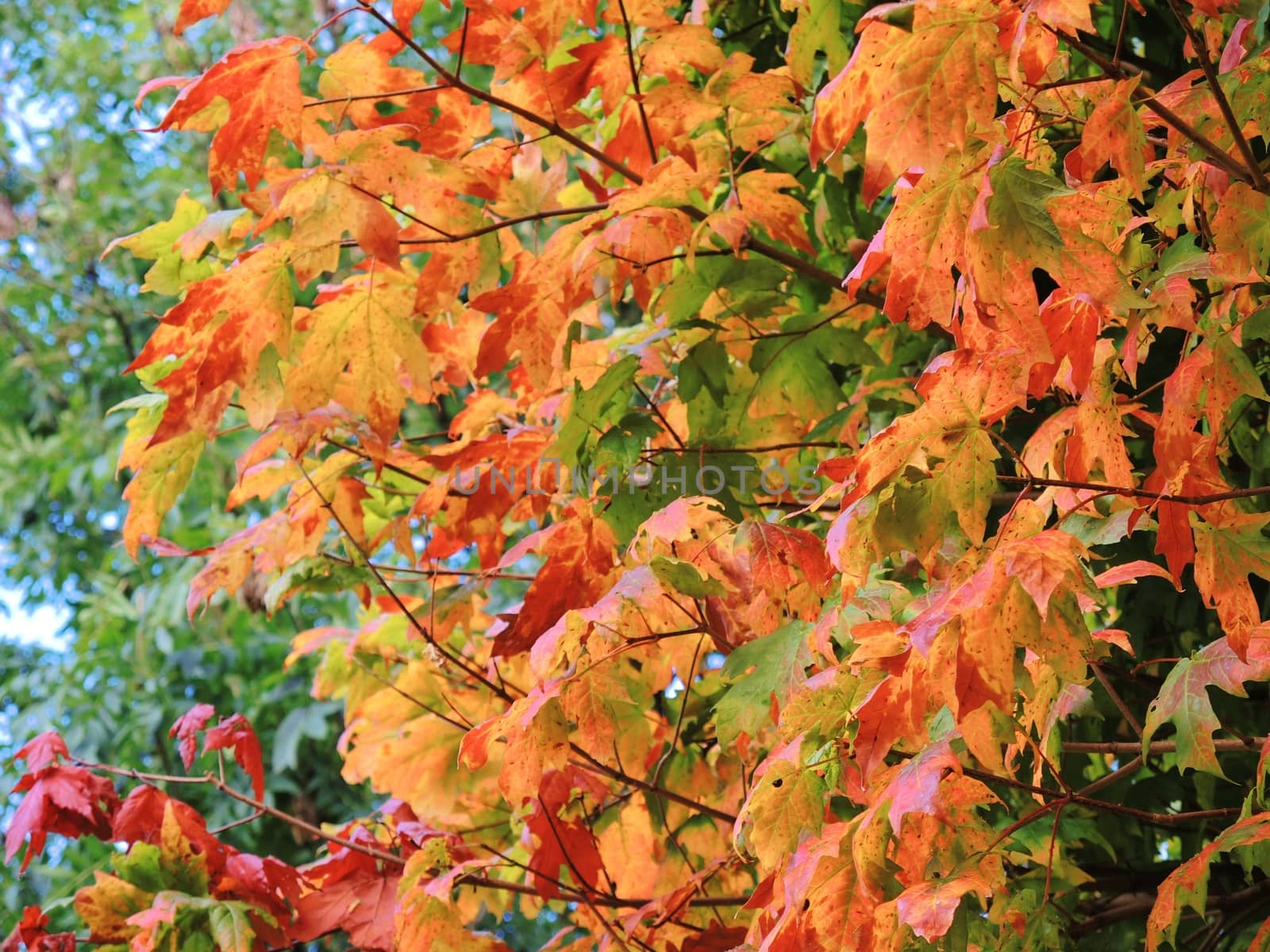 A close-up image of colourful Autumn Leaves.