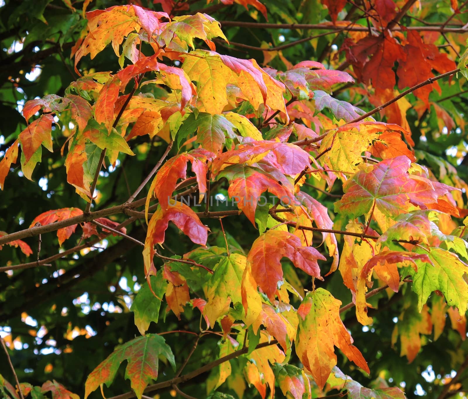 A close-up image of colourful Autumn leaves.