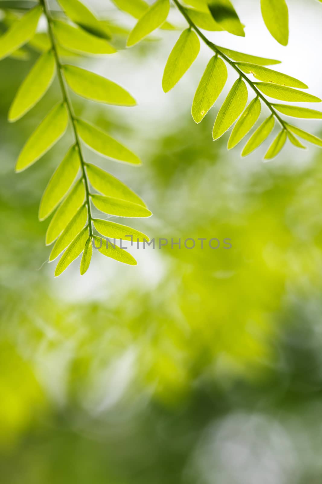 green leaf in spring