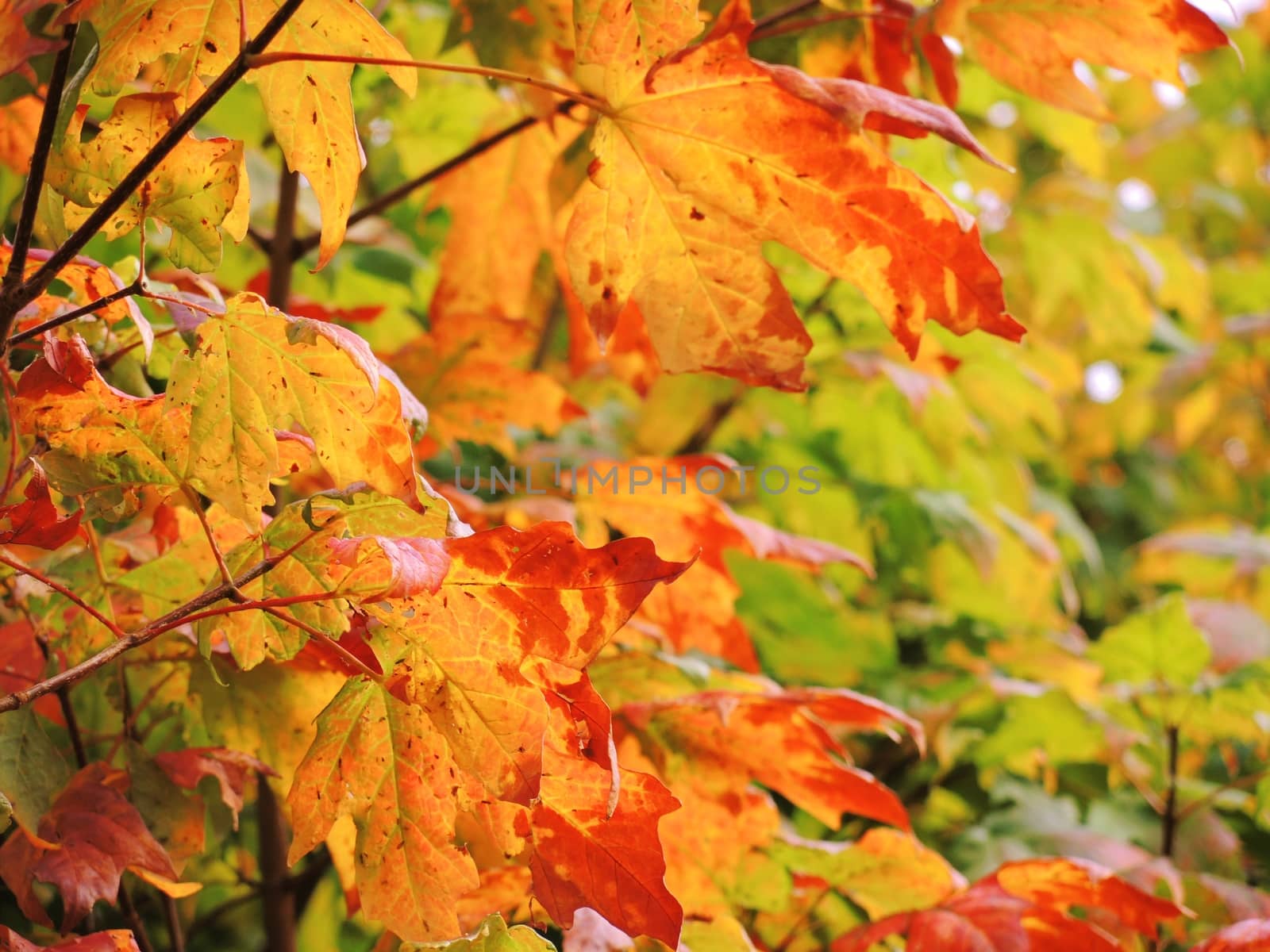 A close-up image of colourful Autumn leaves.