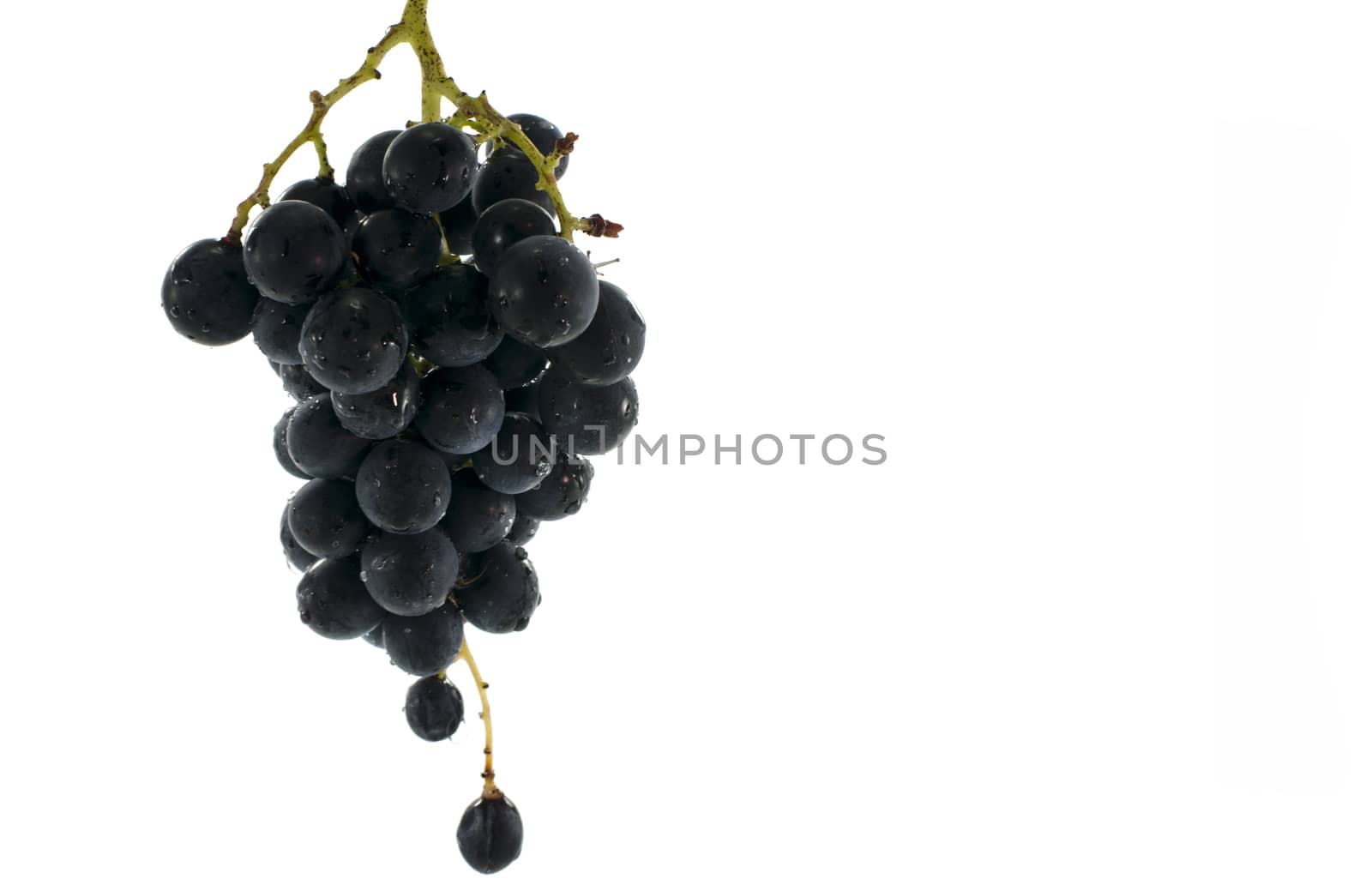 blue grapes healthy fruit isolated on white