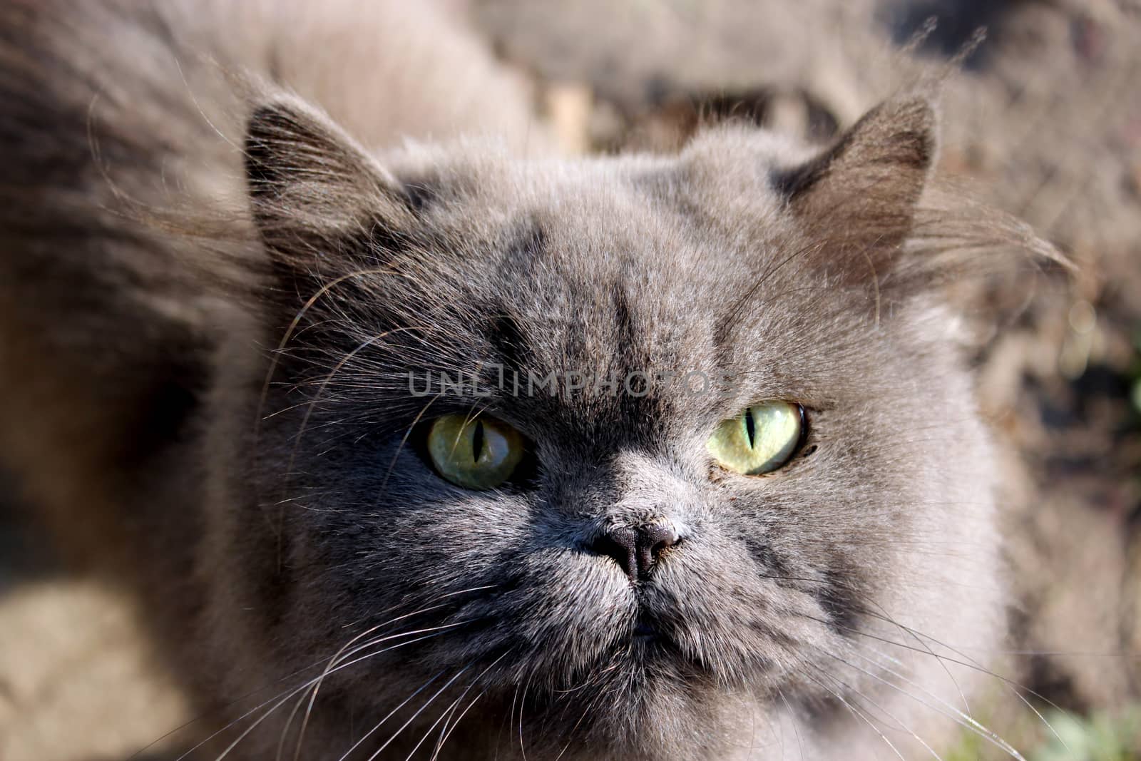 big Persian cat in the green grass