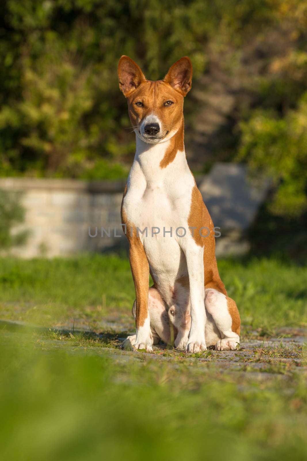 Small hunting dog breed Basenji looking forward