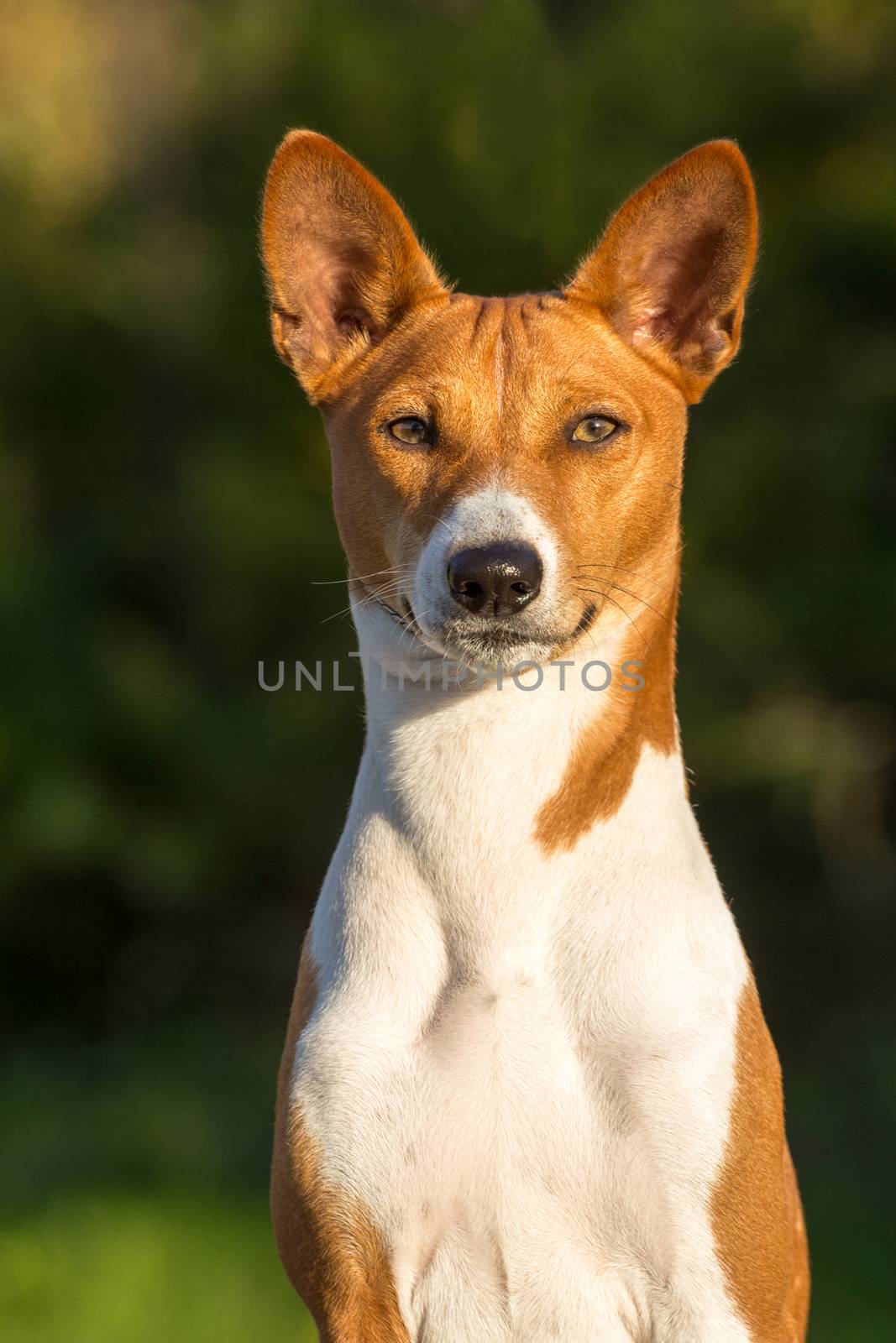 Small hunting dog breed Basenji looking forward