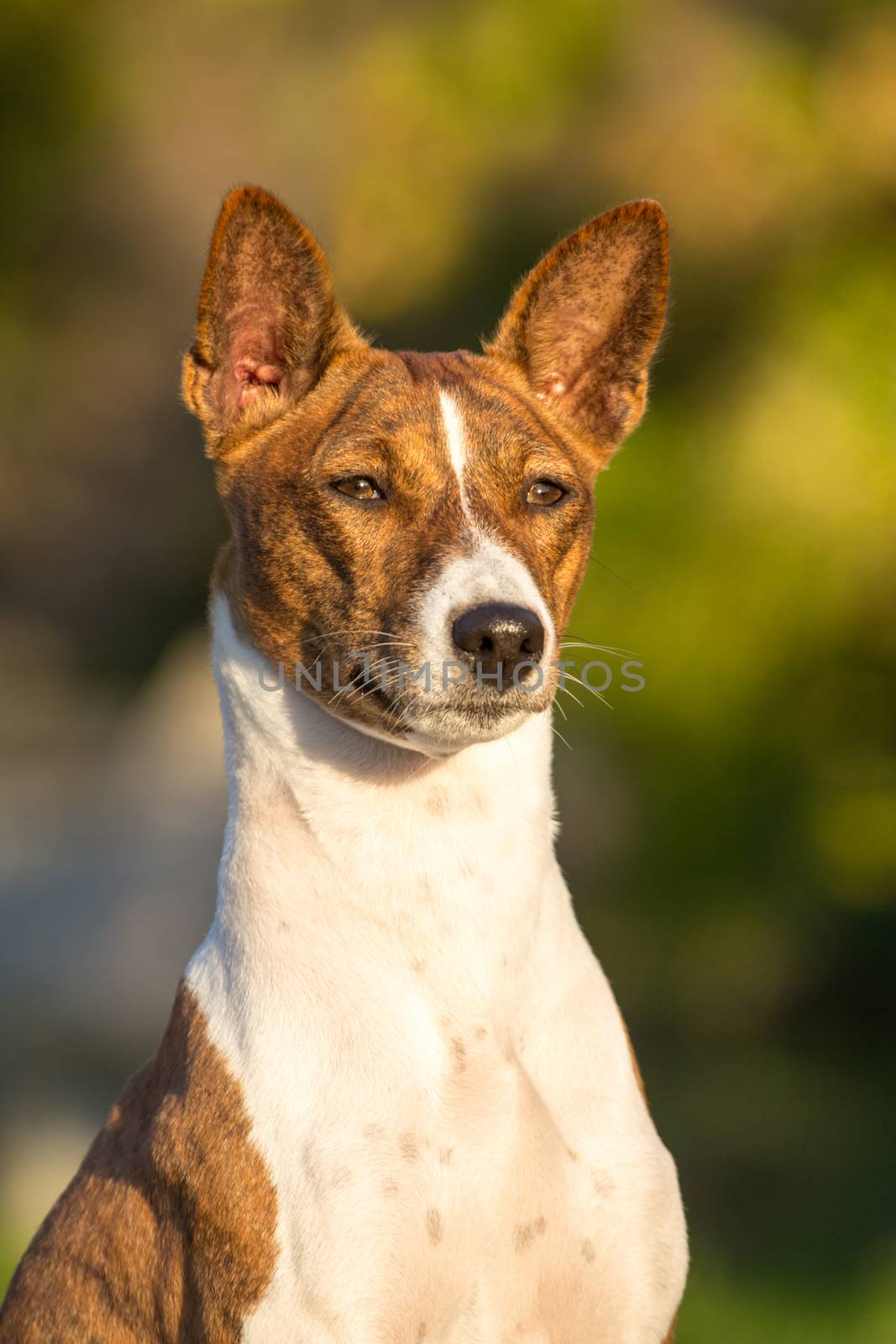 Small hunting dog breed Basenji looking forward