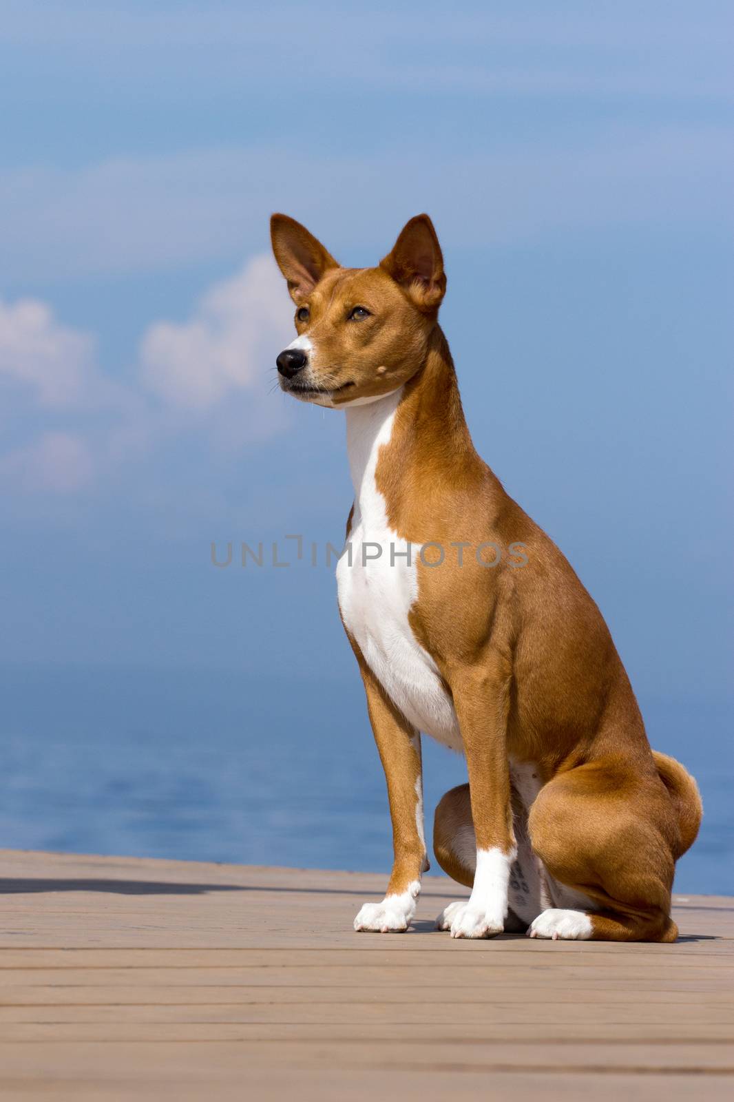 Small hunting dog breed Basenji looking forward