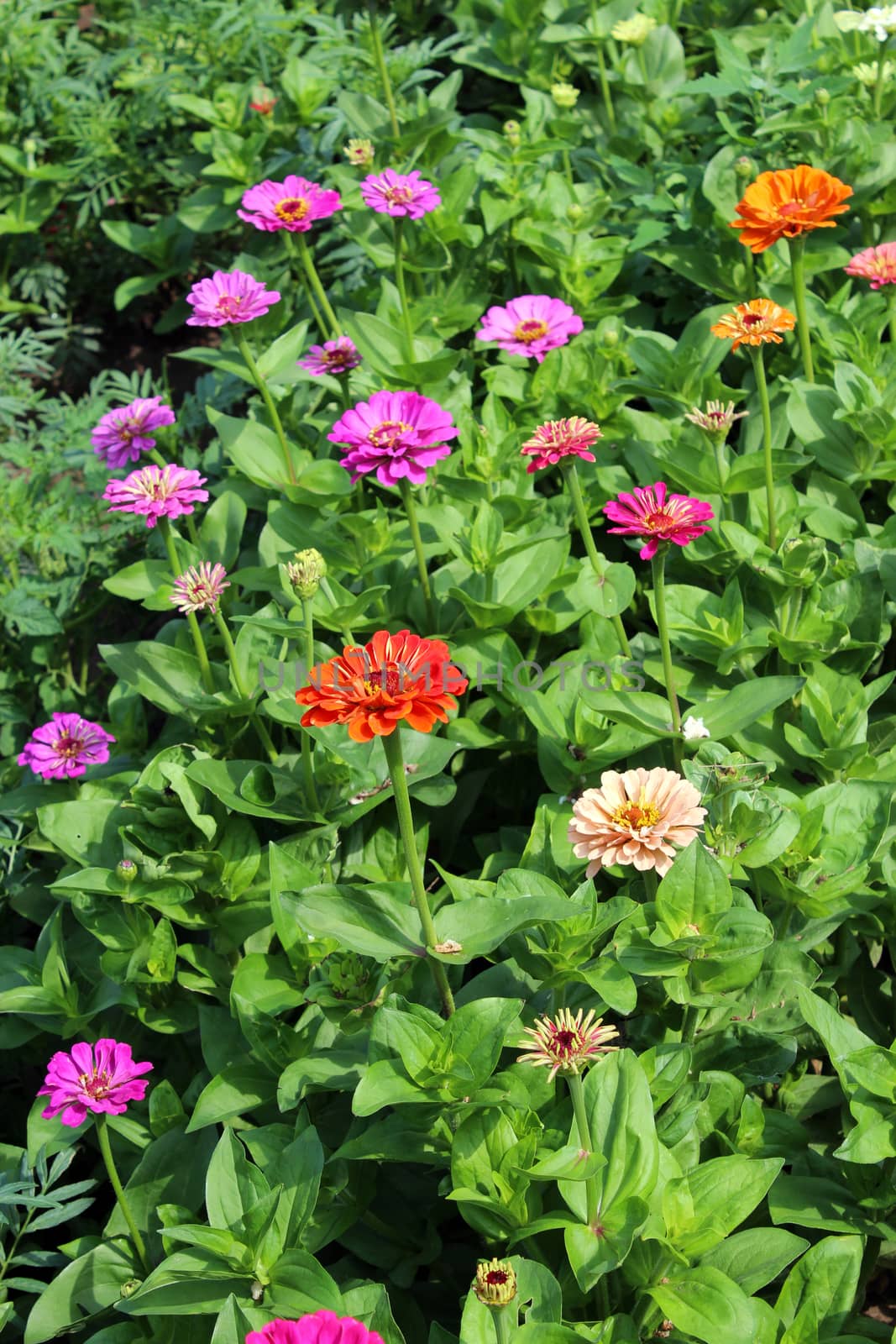 beautiful and red flower of zinnia on the bed