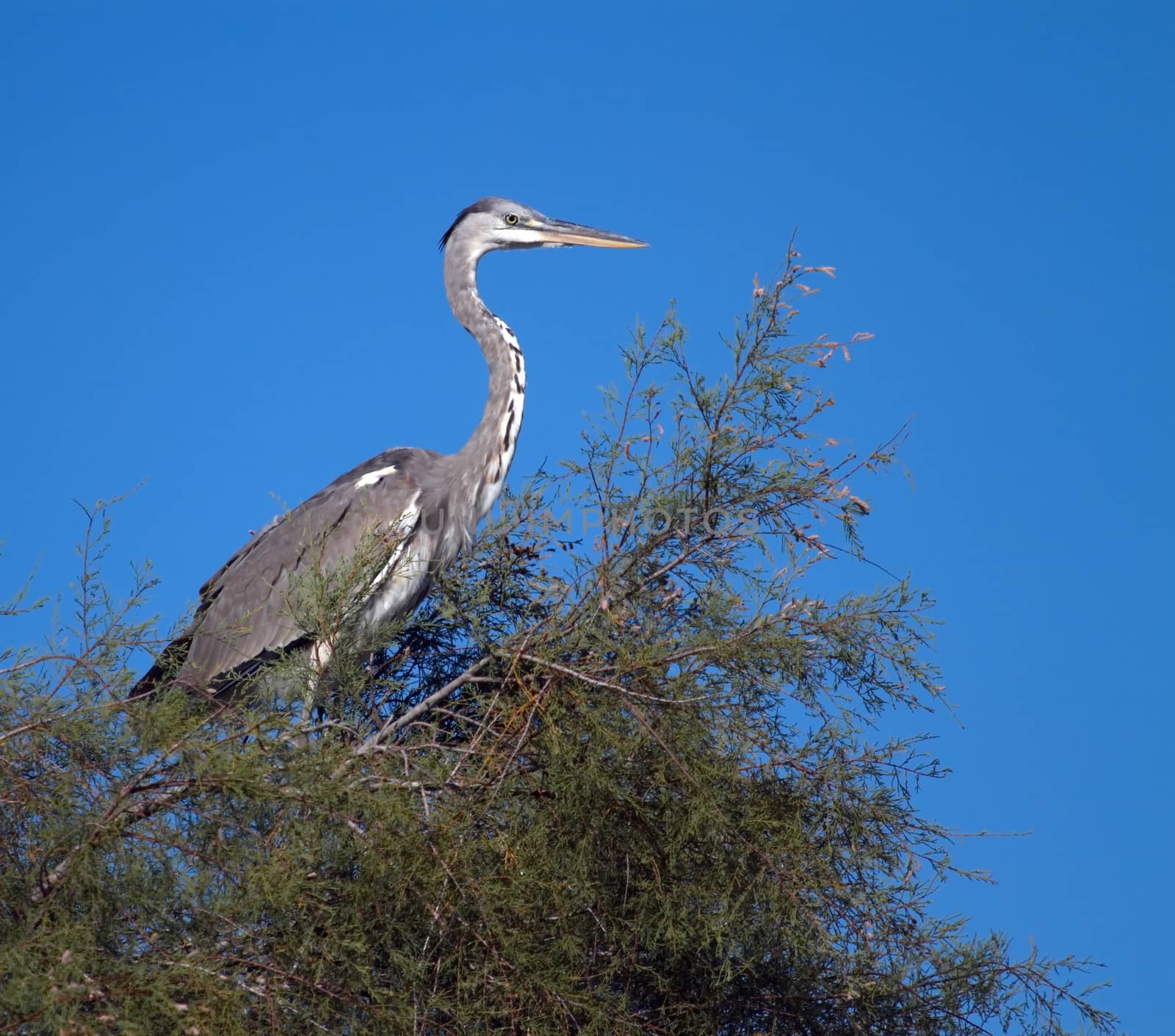 Young grey heron, ardea cinerea on the top of a tree