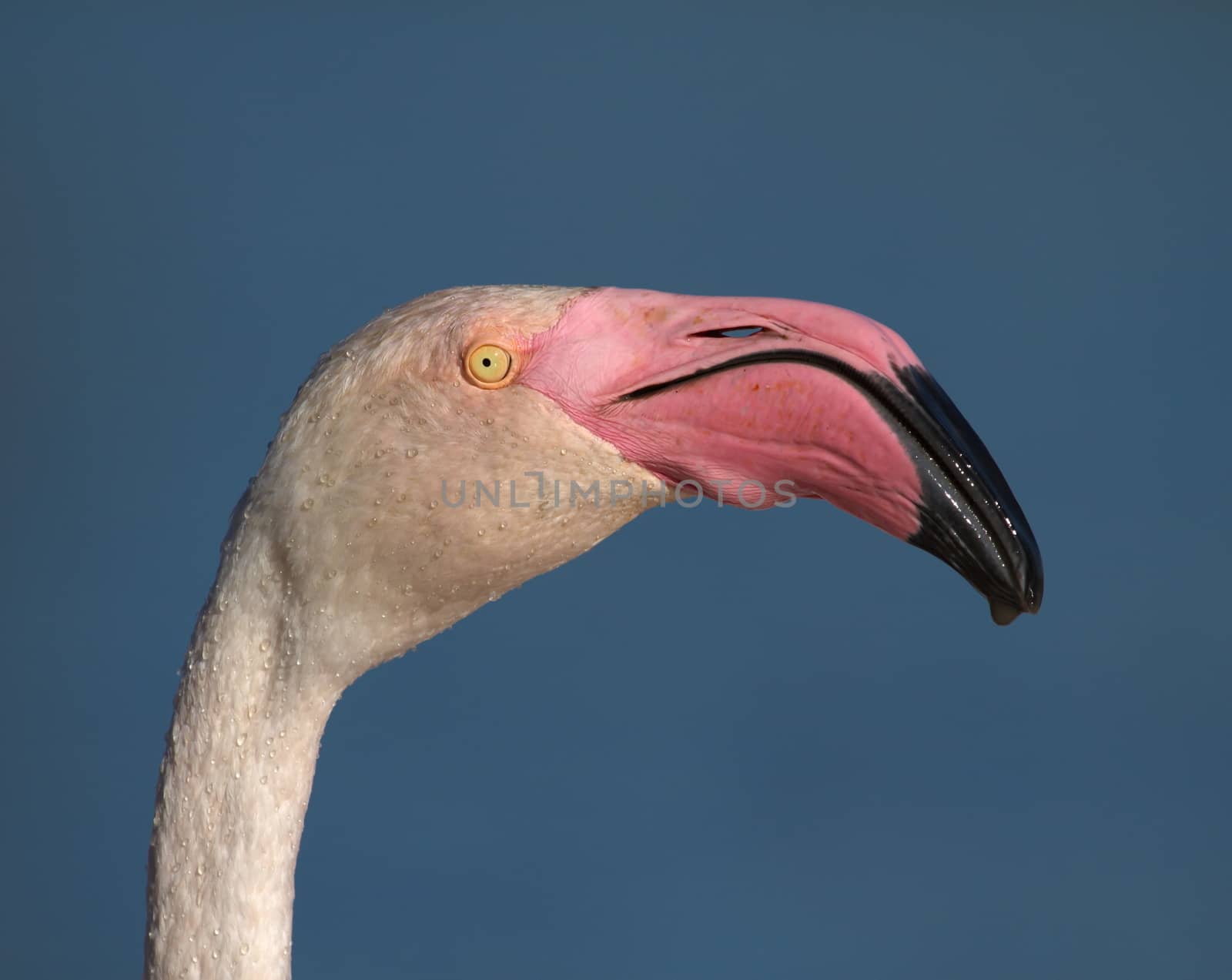 Greater flamingo, phoenicopterus roseus, portrait, Camargue, France by Elenaphotos21