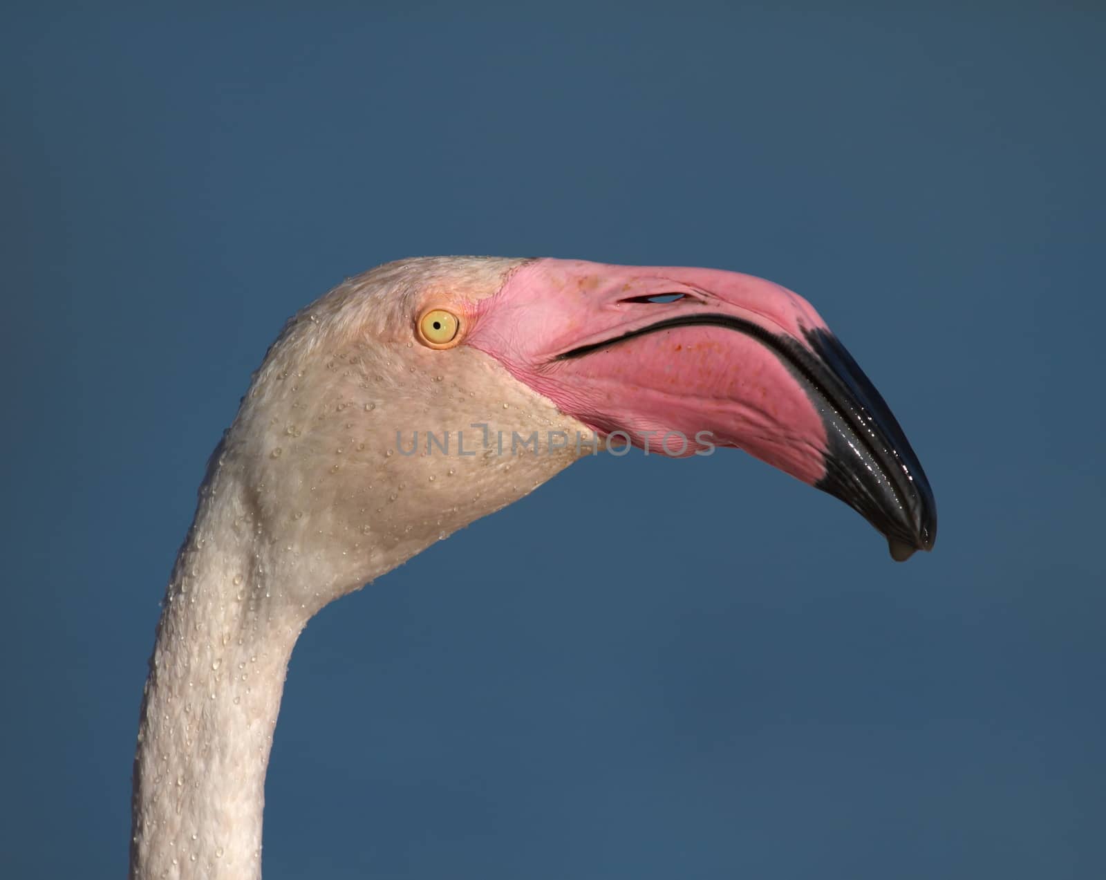 Greater flamingo, phoenicopterus roseus, portrait in Camargue, France