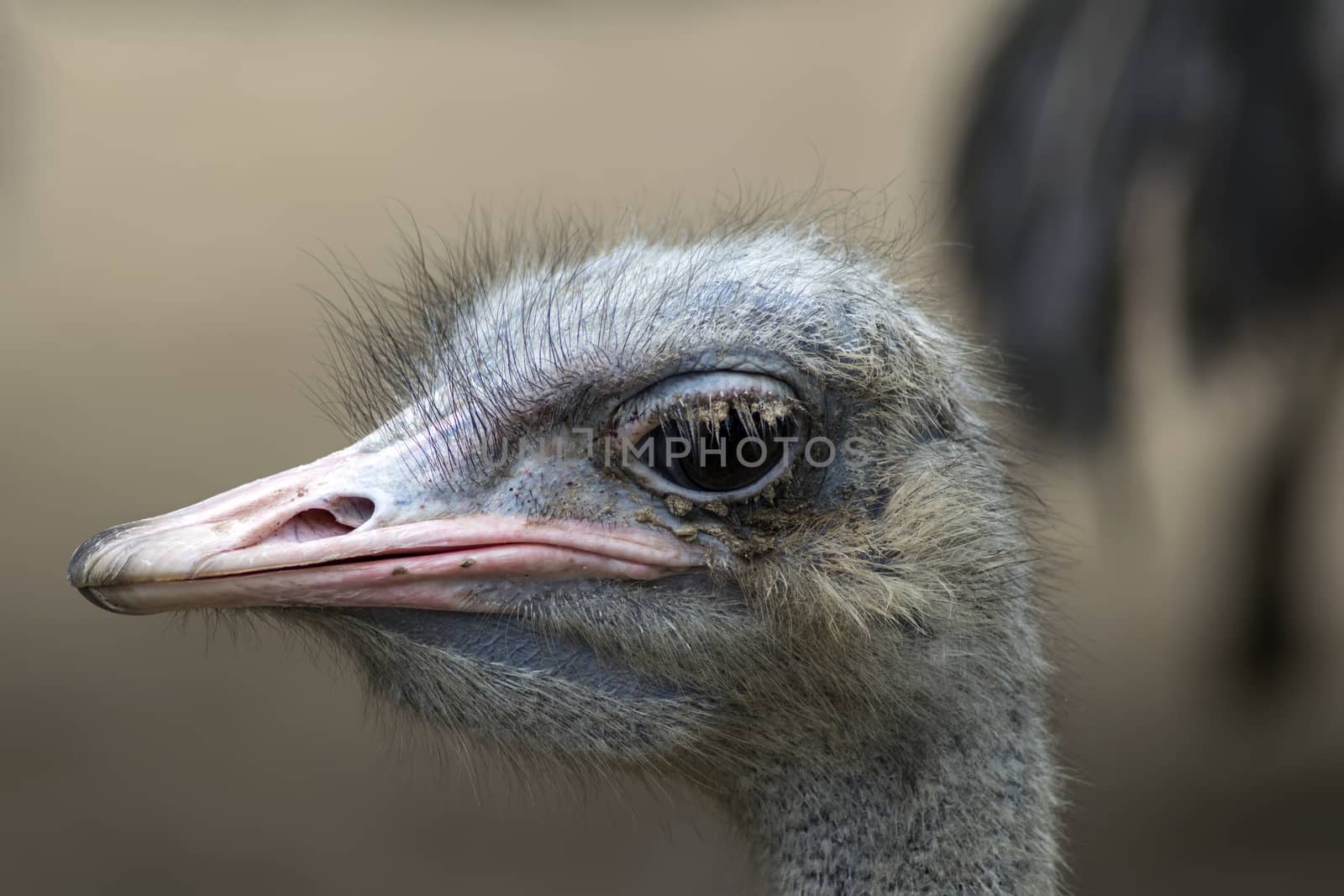 Common Ostrich Head. by GNNick