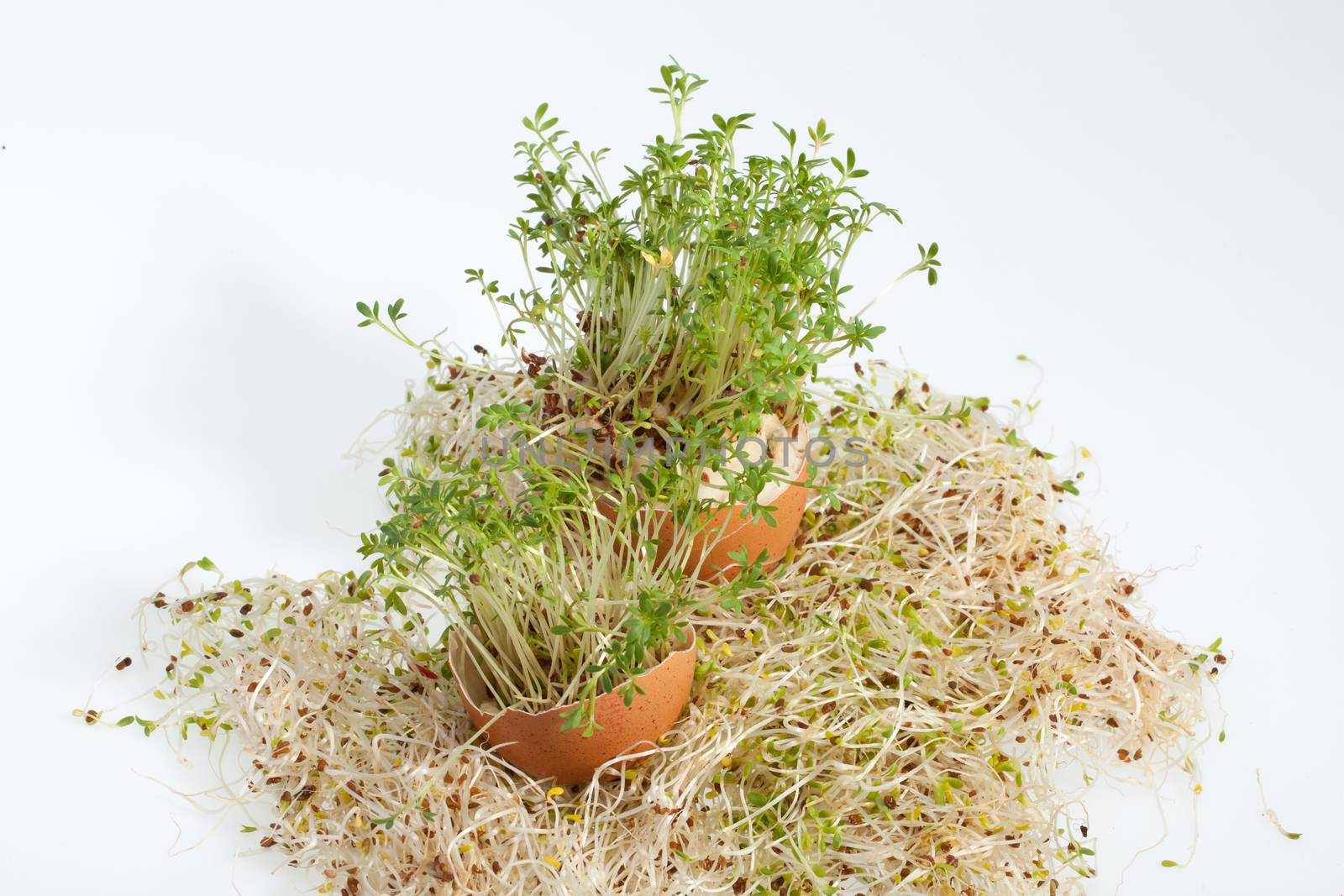 Fresh Alfalfa Sprouts and Spring Easter Egg by wjarek