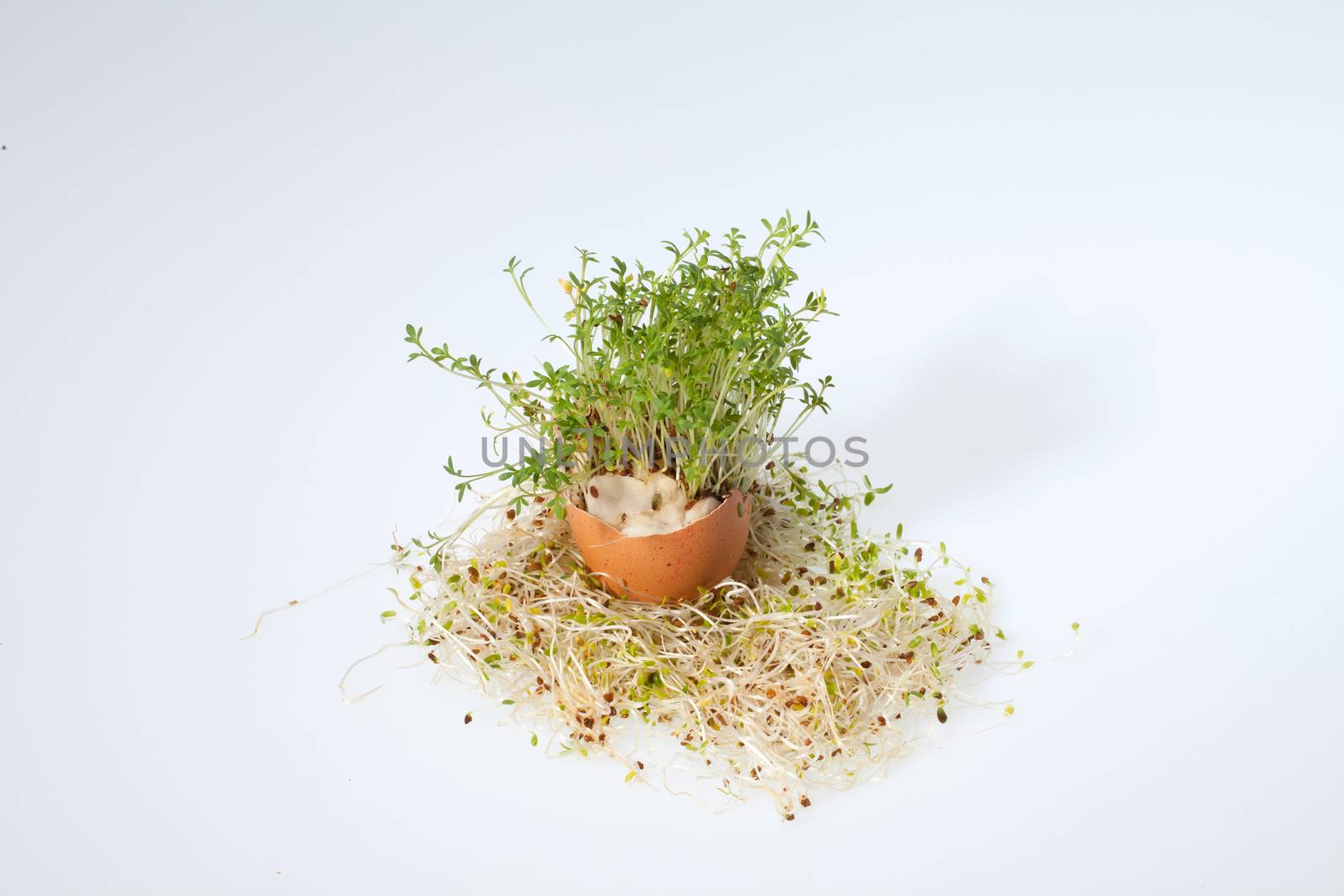 Fresh Alfalfa Sprouts and Spring Easter Egg