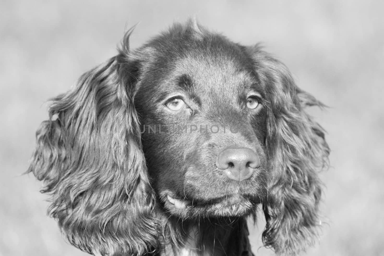 very cute young small chocolate liver working type cocker spanie by chrisga