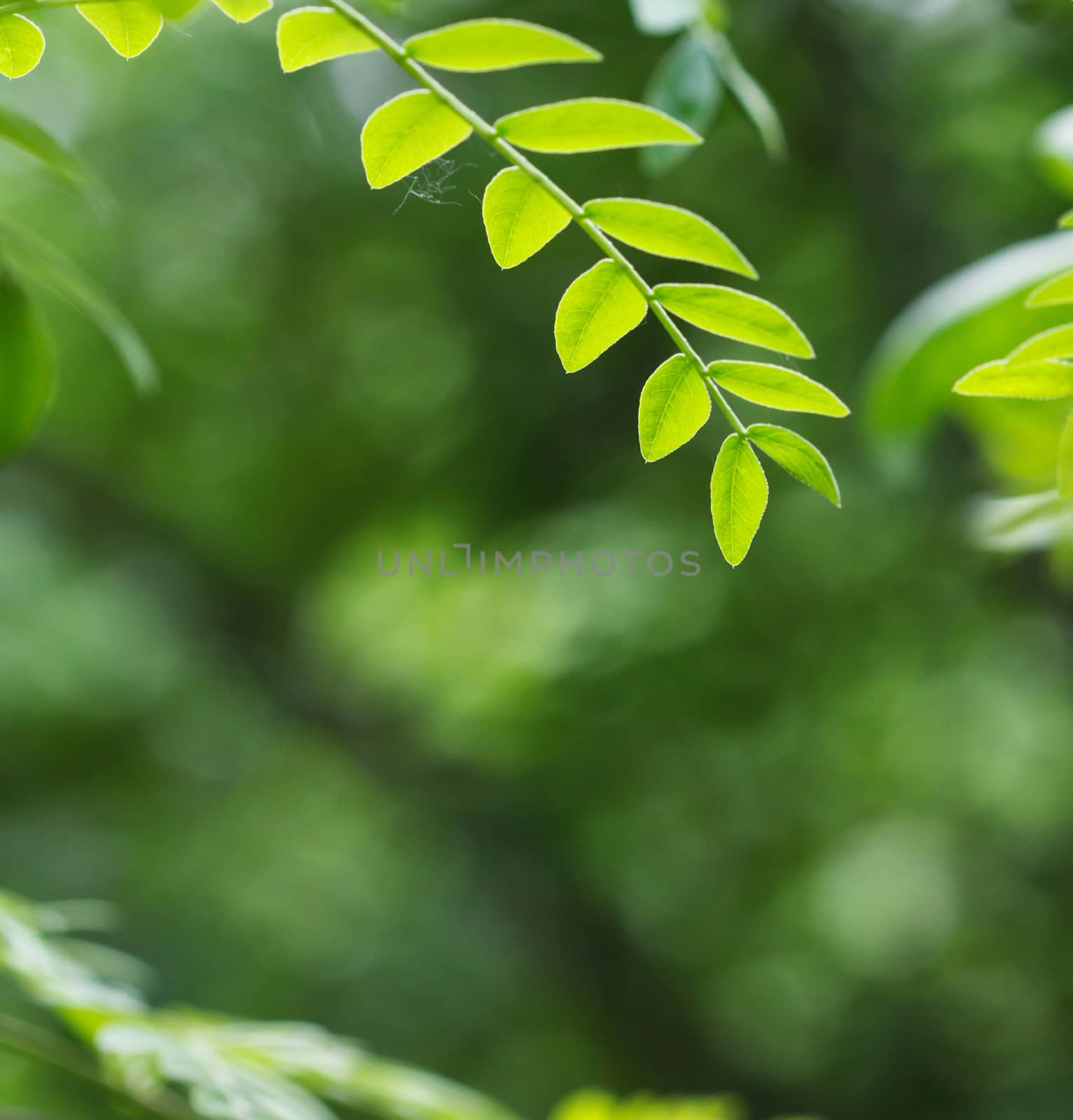 green leaf in spring