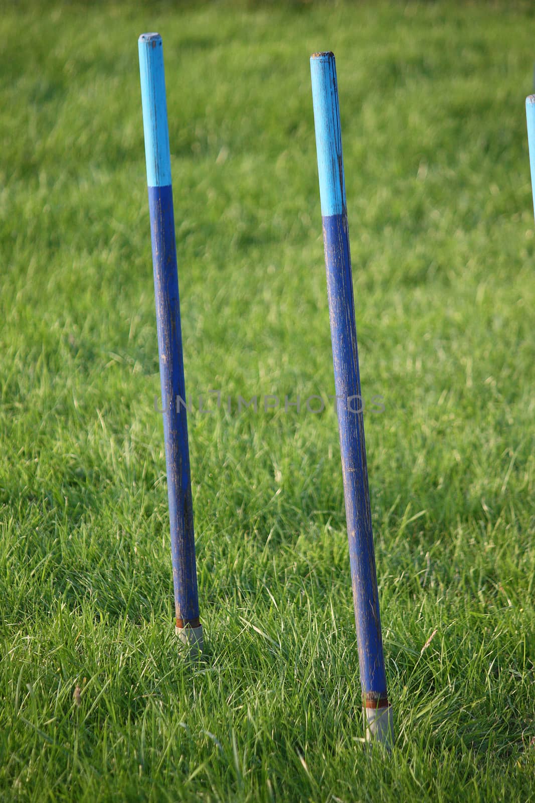 blue agility weave pole items of equipment for dog sport by chrisga