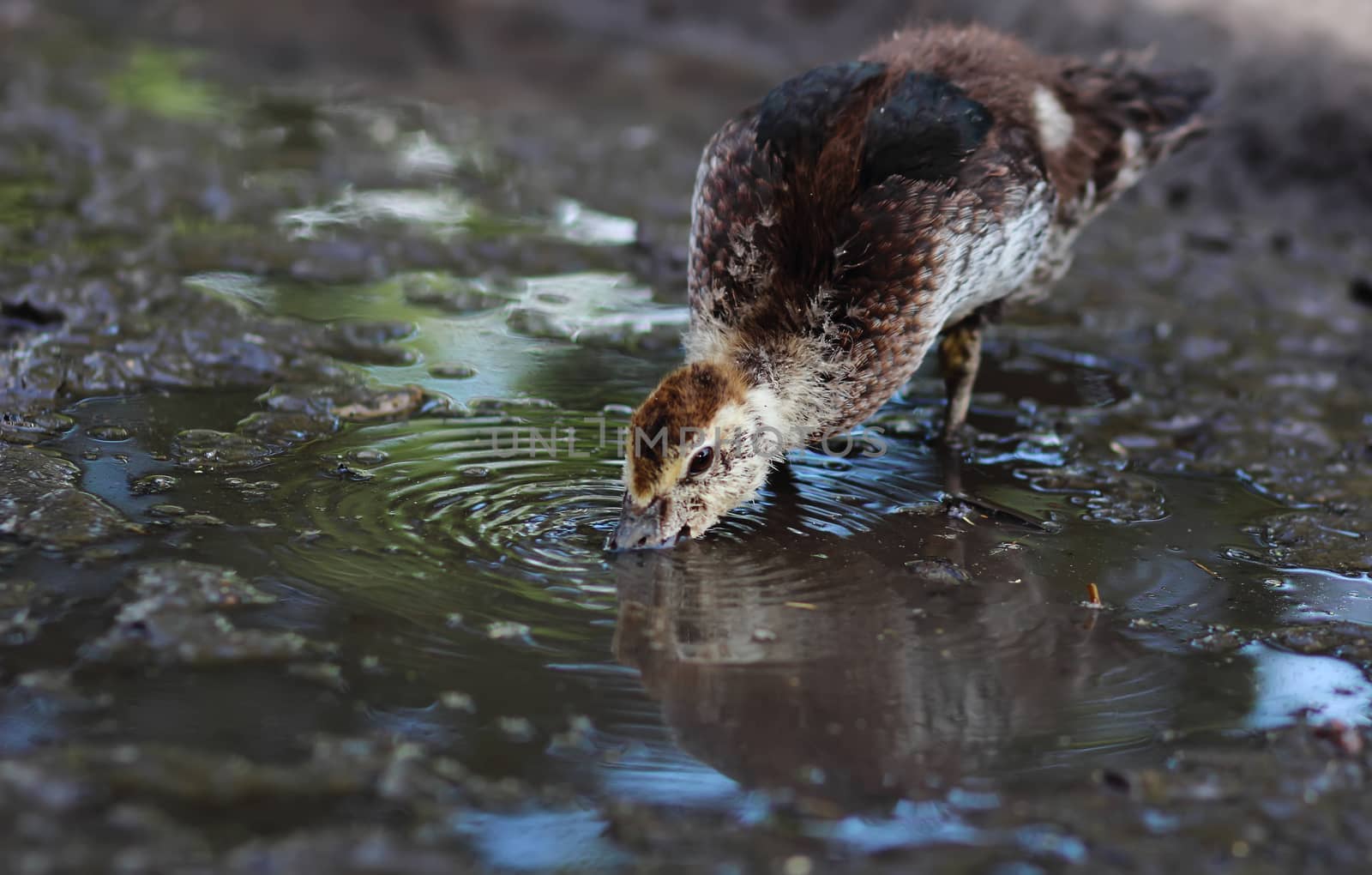 little duckling standing on shore of a lake, drinking water, stylized and filtered to resemble an oil painting.