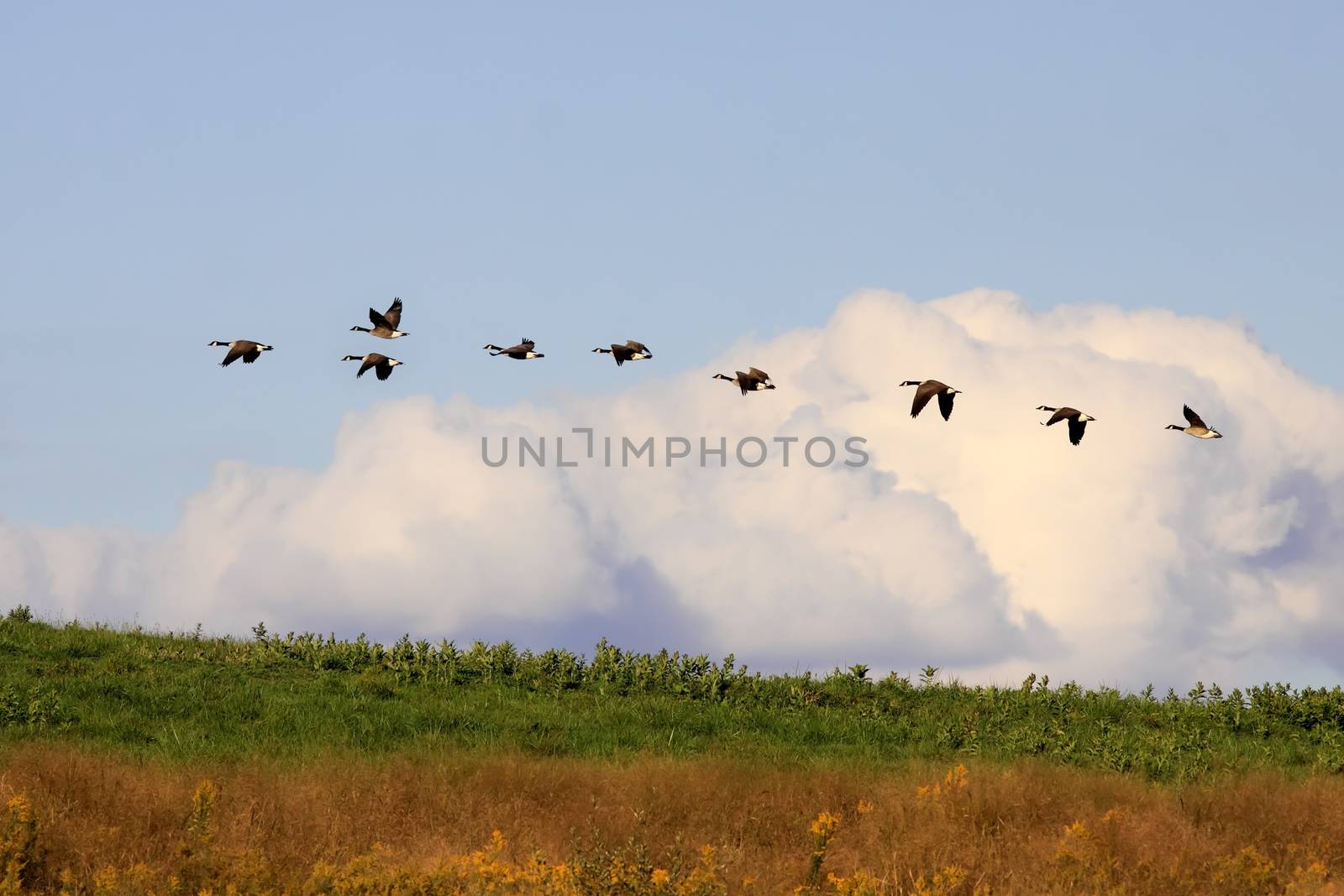 Canadian Geese flying in golden evening sunlight at Middle Creek Wildlife Management Area, Lancaster County, Pennsylvania.