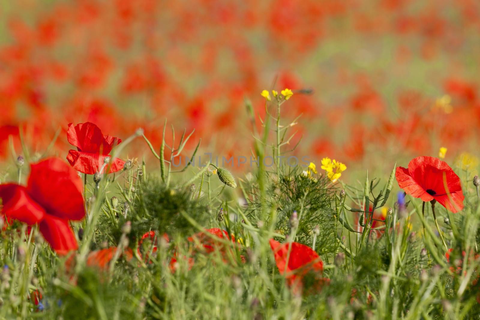 field of red poppies at springtime