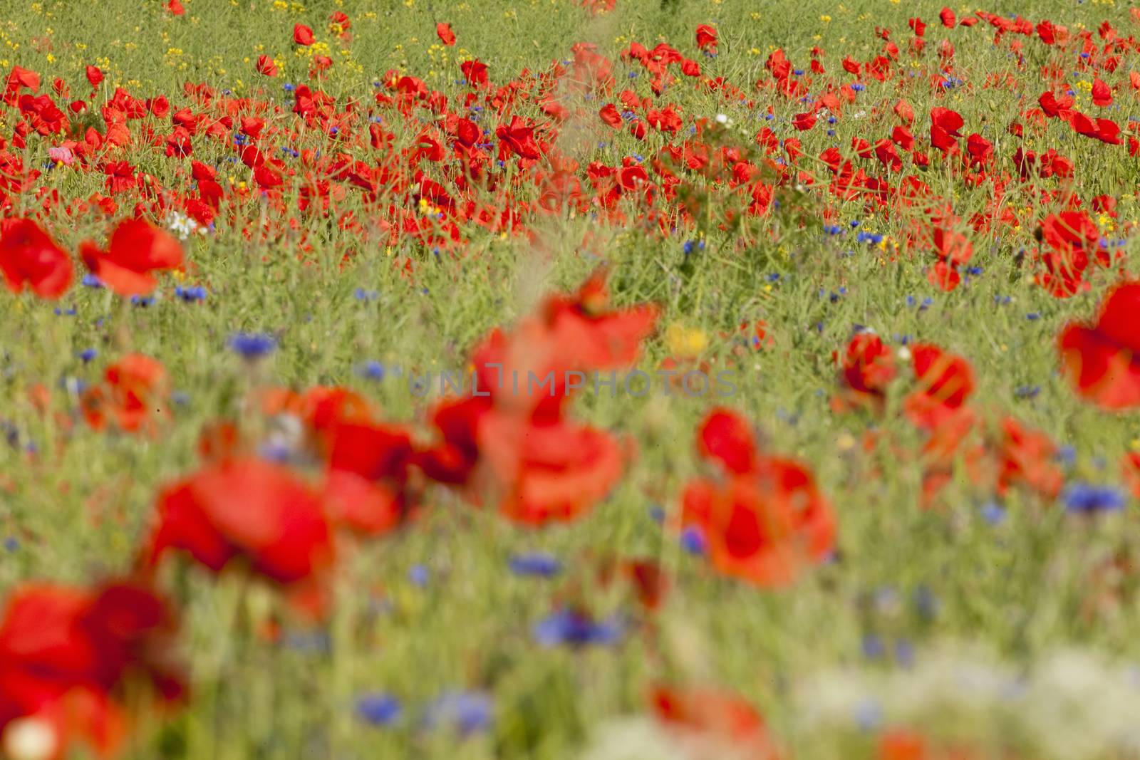 abundance of blooming wild flowers on the meadow at springtime