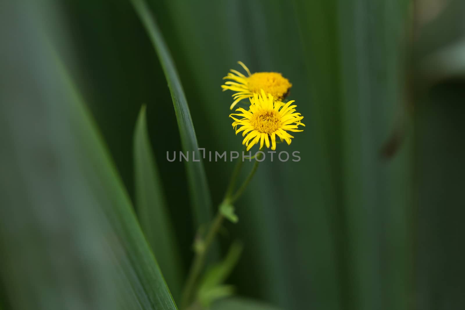 Daisy in summer