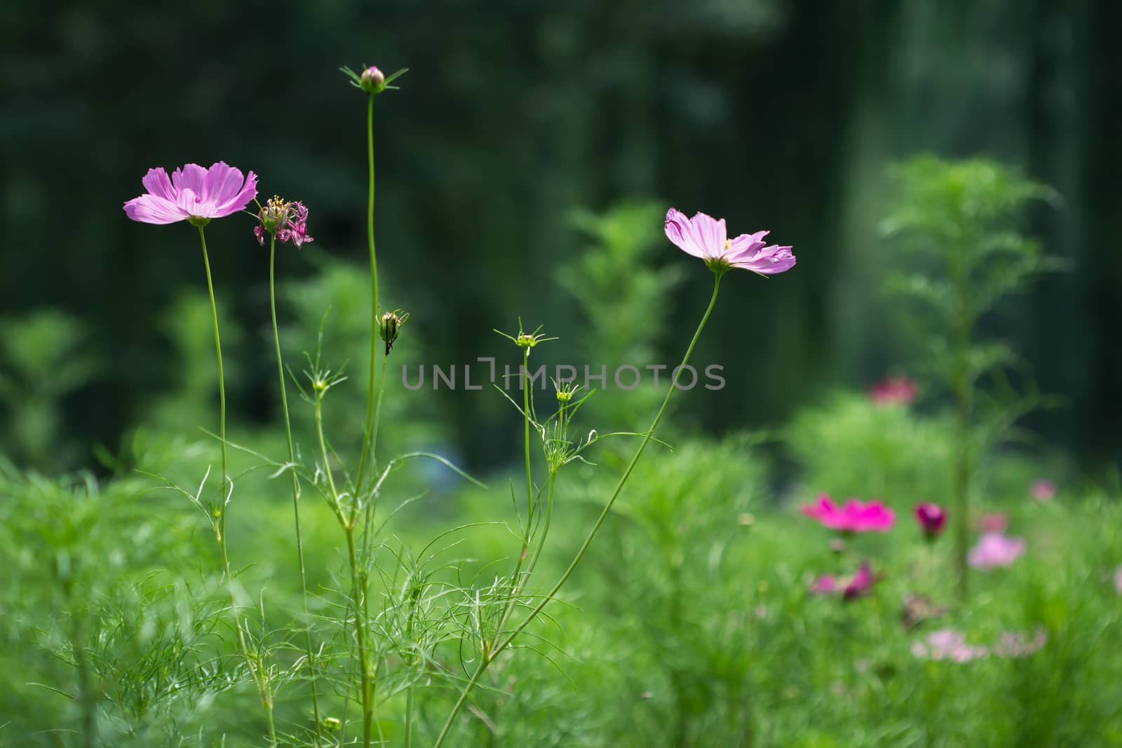 wild cosmos in spring